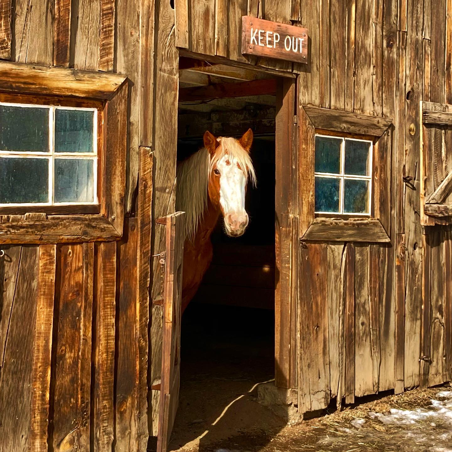 Museum and Barn tours have finished for 2022! See you all again in the spring!
#macgregorranch #estespark #estesparkcolorado #coloradoranch #coloradohomestead #historichomestead #nationalregisterofhistoricplaces #ranchlife #historicsite