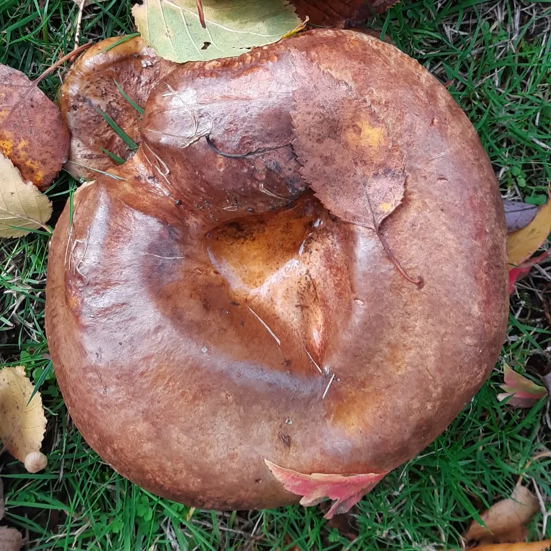 It must be fungi Friday! The rain has really helped these guys come on - it looked as though someone had dropped a load of doughnuts on the lawn!