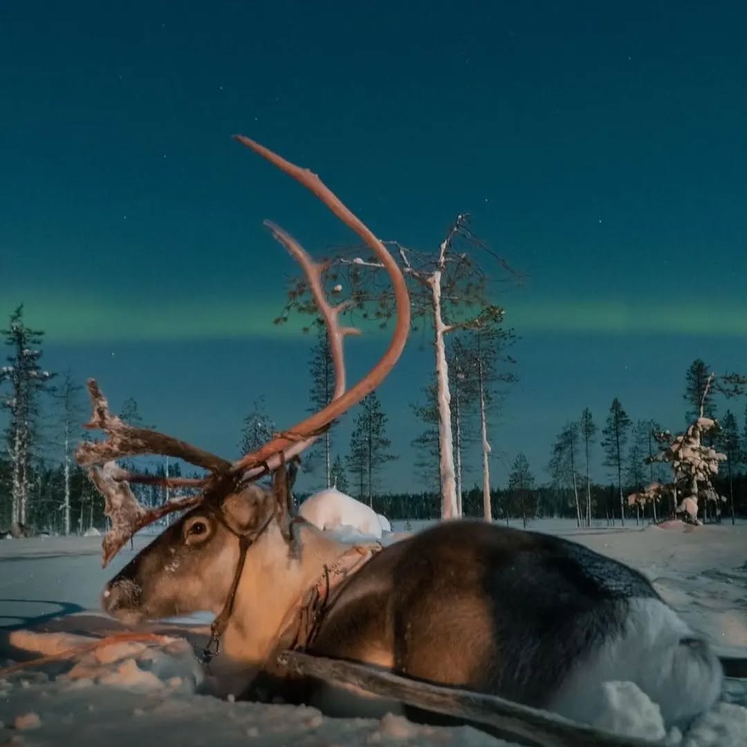 #Repost - @ourfinland
💫Want to see the Northern Lights?
Visit Finland collected some sustainable ways to experience the auroras:
🌙 Experience the phenomenon with all senses, amidst pure nature at Magical Pond glass hotel village. @magicalpond
🙏 Explore wonders and wellness in nature with My Trail, where all the food supplies on excursions are made from locally sourced ingredients. @mytrail_munpolku
🥾Go on an Arctic aurora adventure with Ruka Safaris! The company is committed to increasing the number of its muscle-powered activities. @rukasafaris
👀Chase the Northern Lights ”in the middle of nowhere” with Salla Reindeer Park: a company that aims to make their nature excursions more human-powered. @sallawildernesspark
Which one of these appeals to you the most? Let us hear it in the comments💓
#VisitFinland #OurFinland