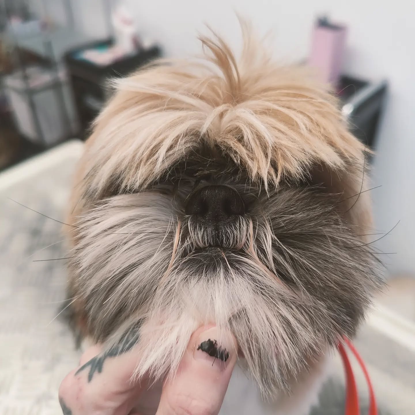 ❤️✂️🐶❤️
#doggrooming #doggroomer #happydoggroomer #doggram #dogfriends #dogglowup #doggo #hundefrisör #hundefriseur #hundeliebe #hundefreunde #hundeglück #bestjobever #shitzu #shitzulove