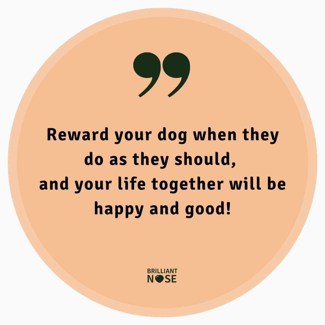 Rewarding your dog when they do something you like is called positive reinforcement 🐶❤️
So why use positive reinforcement instead of punishment?
📝 Short answer:
It’s the most ethical and efficient method according to scientific research!
📚Long answer :
Scientific studies are continuously showing that positive reinforcement is better for many reasons. One recent peer reviewed research article by Vieira de Castro et al. 👉 “Does training method matter? Evidence for the negative impact of aversive-based methods on companion dog welfare“ shows that dog trained using reward-based methods experience better welfare both during training AND outside of the training sessions.
In this study it was also shown that dogs that were trained using punishments were more tense, stressed, had higher cortisol levels after training and performed worse on cognitive tasks than the dogs that were trained using reward based methods.
👀Want more sources saying positive reinforcement is more efficient? Sure! Check out these three listed below:
Hiby EF, Rooney NJ, Bradshaw JWS👉 Dog training methods: their use, effectiveness and interaction with behaviour and welfare.
Haverbeke A, Laporte B, Depiereux E, Giffroy JM, Diederich C. 👉Training methods of military dog handlers and their effects on the team’s performances.
China L, Mills DS, Cooper JJ. 👉 Efficacy of Dog Training With and Without Remote Electronic Collars vs. a Focus on Positive Reinforcement.