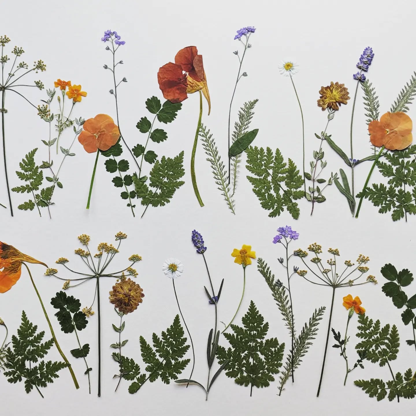 Celebrating the warm earthy tones of autumn. This custom collection features bold orange and mahogany Nasturtiums with matching Marigolds. An abundance of leaves is a nod to the changing season where I appreciate the beauty of all things green.
.
.
.
.
.
.
.
#edibleflowers #edibleflowersandleaves #edibleart #floral #flowers #floracleflowers #autumnflowers #leaves🍁 #pressededibleflowers #pressedflowerart #pressedflowers #pressedleaves #autumn #autumnvibes #devonflowers #devon