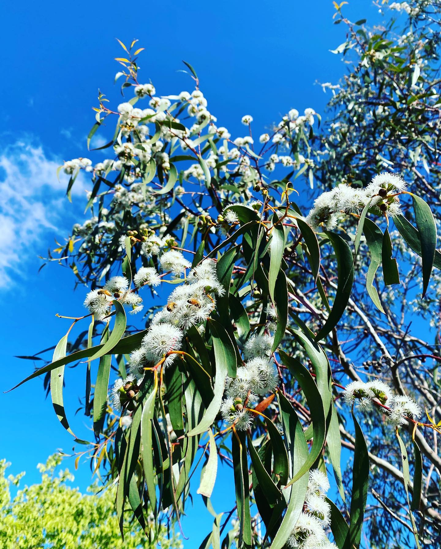 This Edna Walling Snowgum was a gift to me years ago. It’s covered in blossoms after all the rain and now a beautiful day of sunshine the bees are loving the nectar. It’s been a tough start to the season again in the vineyards and for the buzzy girls. I’ve been keeping the hive alive by feeding honey and sugar syrup back to them over the past few months. Bring on the sun! #honeybees #ednawallingsnowgums #nectar