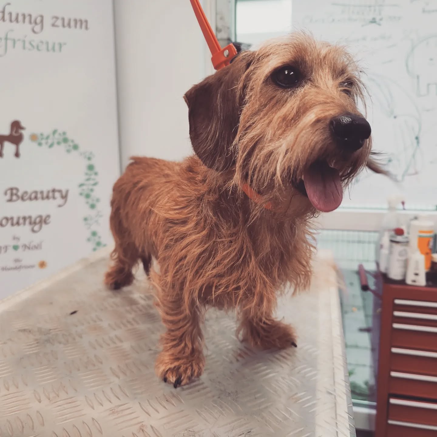 ❤️ Sausagedogs are my favorites 🙈🙊 ❤️
#doggrooming #doggroomer #happydoggroomer #doggram #dogfriends #dogglowup #doggo #hundefrisör #hundefriseur #hundeliebe #hundefreunde #hundeglück #bestjobever #dackel #dackelliebe #dackelglück #dackelofinstagram #sausagedog #teckel #rauhaardackel #wiredhaireddog #wirehair