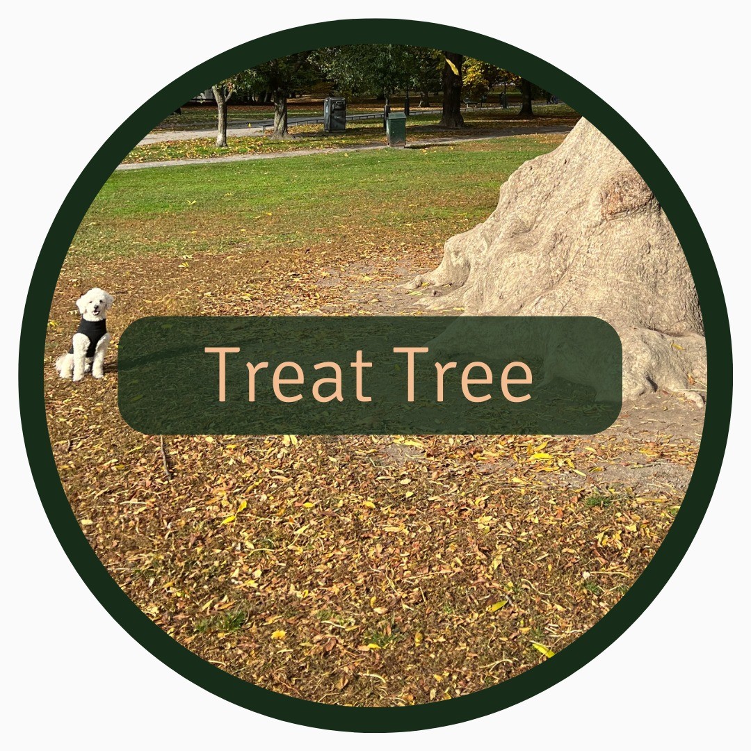 Let your dog use their brilliant nose by having them search for treats 🍬 on trees 🌳
This is one of our favorite activities that we do at least once a day! The dog gets to activate their nose AND improve their body awareness 😍