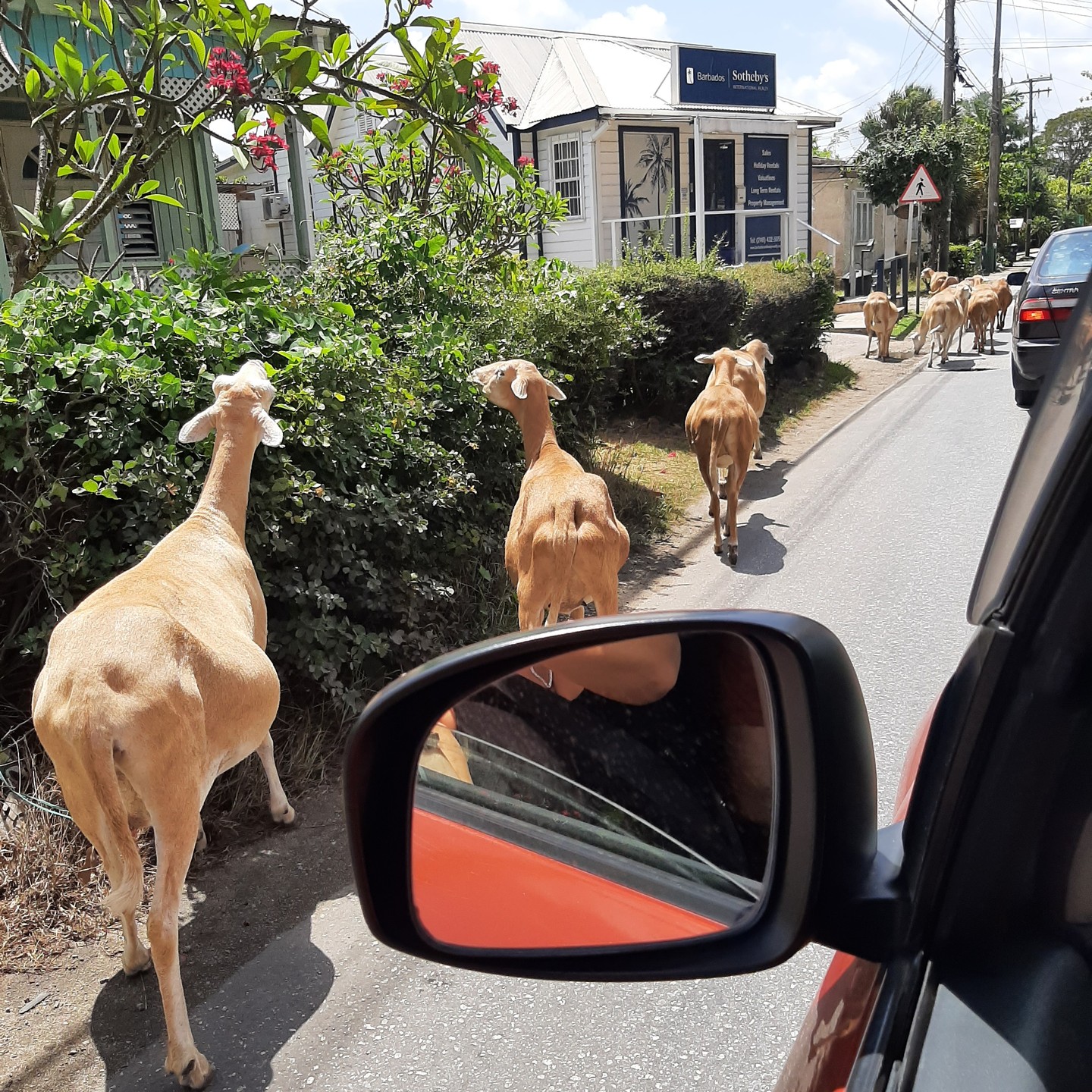 Our guests sharing their unusual Monday morning journey from Speightstown to Holetown! What surprises will you see on your visit?
#mondaymorningcommute #barbados
#blackbellysheep #breakfastonthego