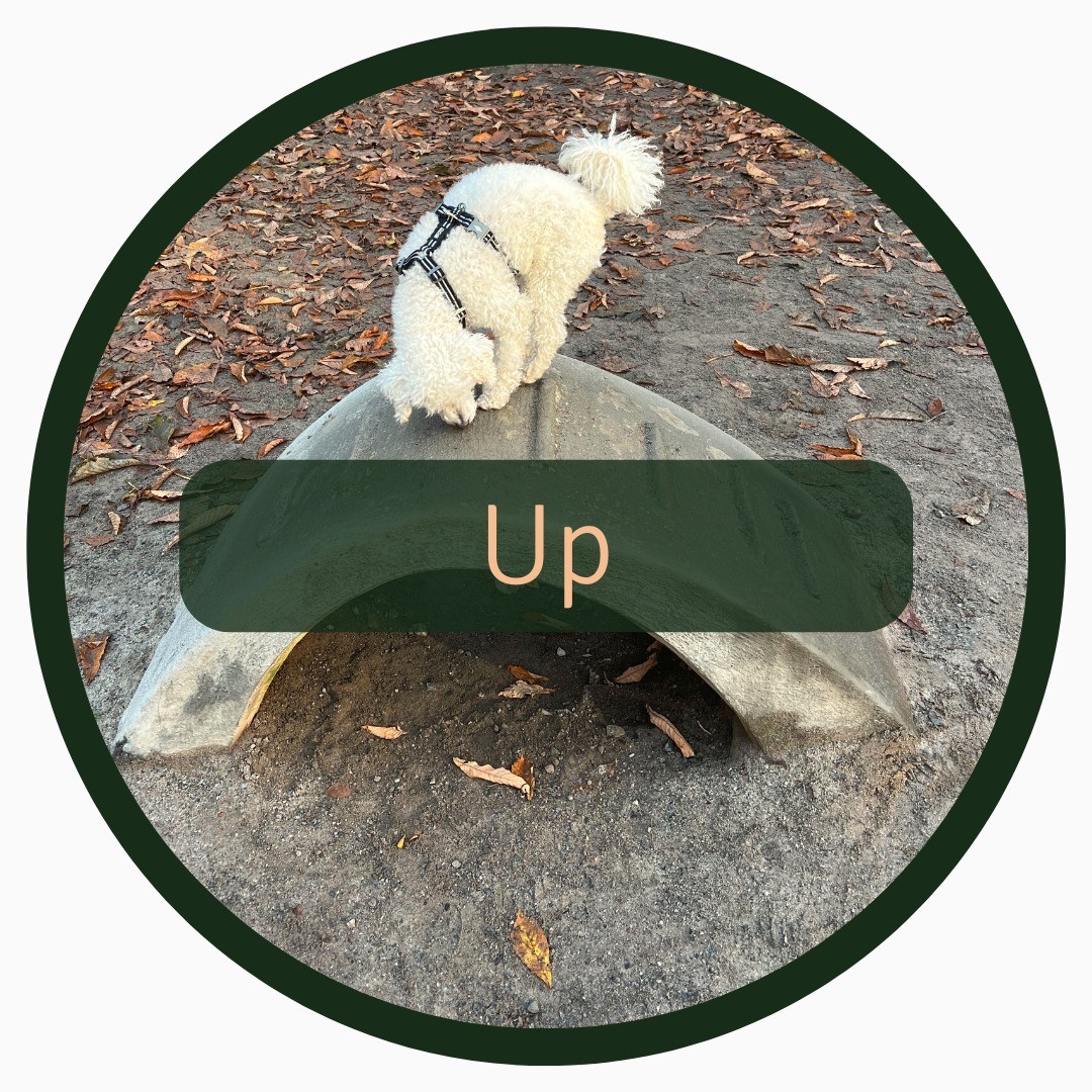 Teach your dog how to jump up on things to make your walks more engaging 🐾
Learning new things also increases your dog's confidence level and provides great mental stimulation 🧠
Here is one way of teaching your dog how to jump up on things on cue:
1️⃣ Find a suitable height
2️⃣ Put a treat on top
3️⃣ Let your dog take the treat, point and say “up” when they are going up
4️⃣ Start pointing and saying “up” before they go up
5️⃣ When the dog knows the behaviour start rewarding from your hand instead of putting out a treat
If your dog doesn’t jump up on cue, go back to the step before and/or make sure that you’re in an environment where your dog is calm and there are minimal or no distractions. And as always, make sure your dog is in a calm state of mind when learning new things.
⚠️ Prevent fall-related injuries by putting safety first when trying this trick!