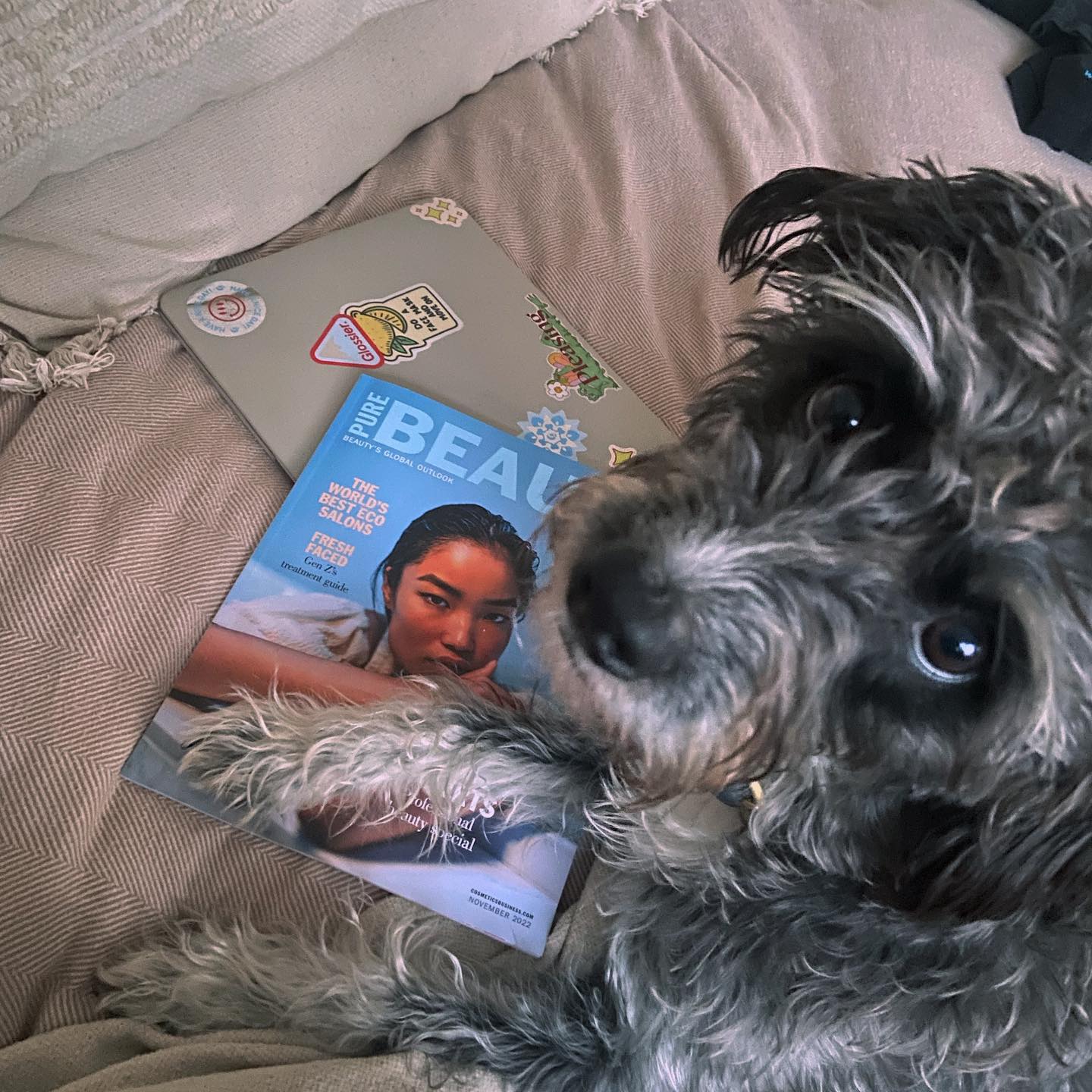 Thrilled that @cosmeticsbusiness @purebeautymagazine asked me to explore Gen Z and pro beauty — loved writing this and interviewing a bunch of great people.
Thanks to: @theaestheticsdoctor @victorandgarth @londonprofessionalaesthetics @alicia.lartey @alicemcnails @treatwell_uk @rukahair @imanleila for commenting! And thanks @melpirker & @amykwood_ for donating your mag to me 😂💖
I promise I did not get Pip to pose for this lol she wanted her dinner so was being annoying and I took the opp for a photoshoot 😂