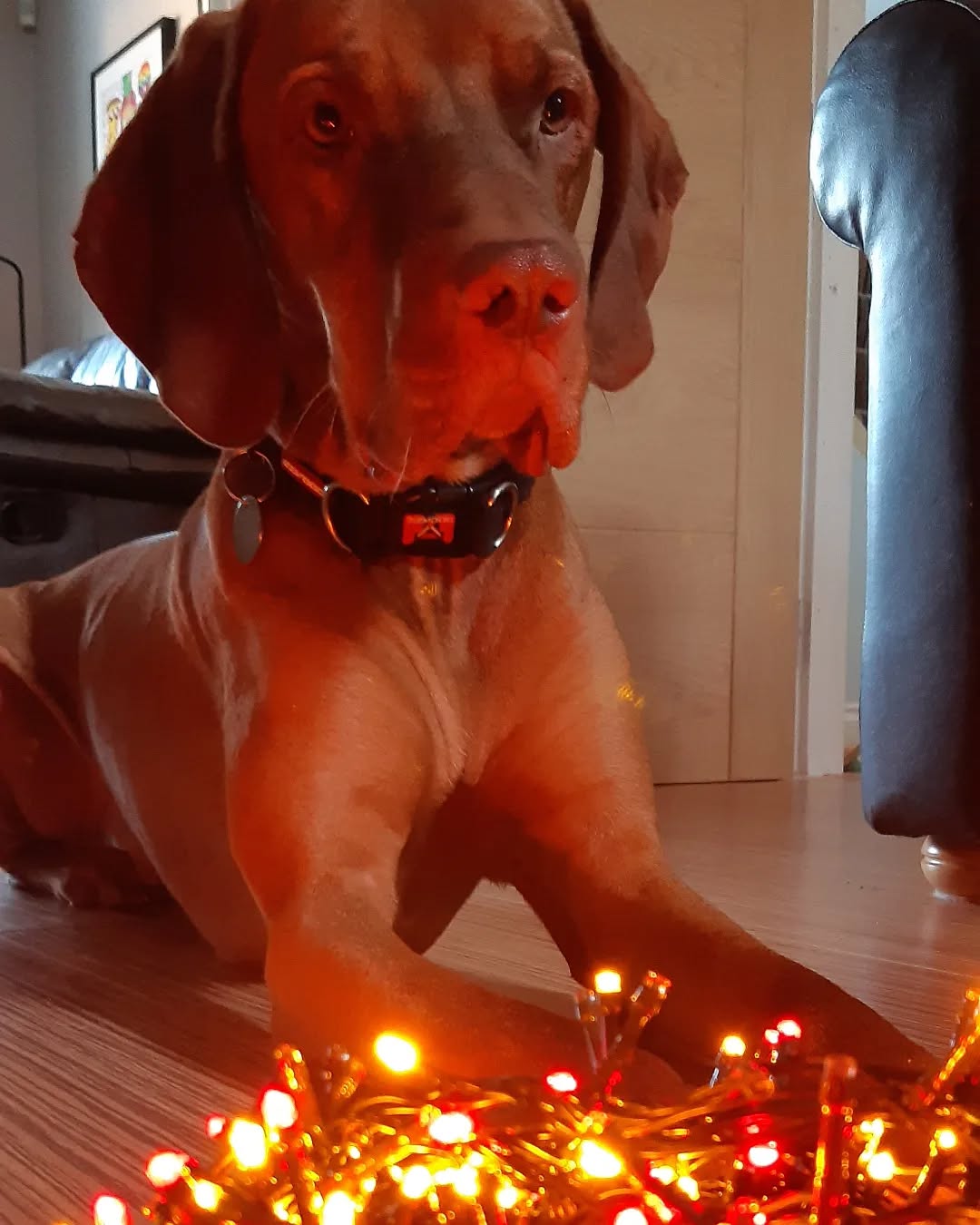 Jasper waits patiently for his turn to decorate the tree...