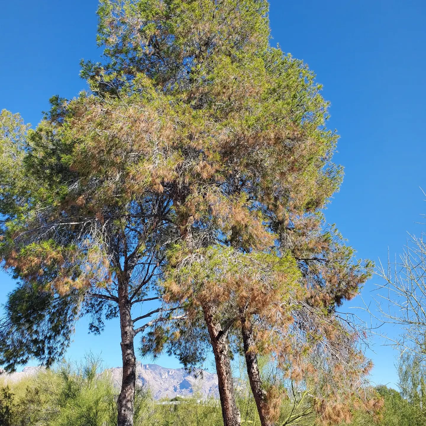 If you see this on your pine tree it is time for a treatment! Don't let Diplodia take down your old pine, call us today!
