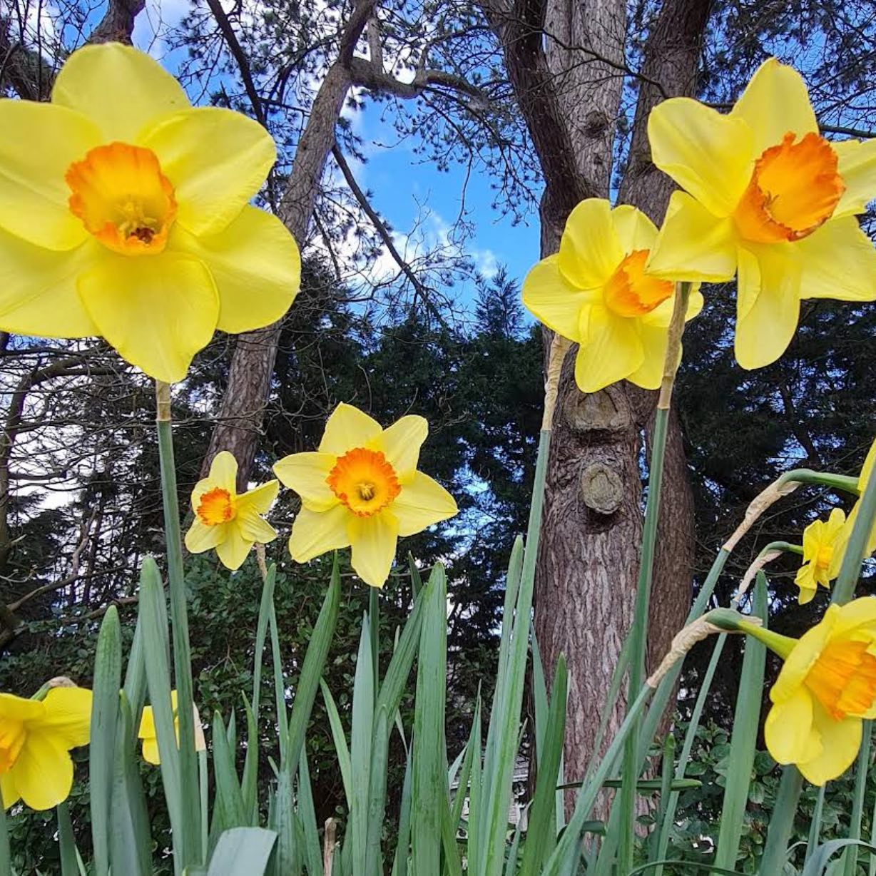 We have to remind ourselves in the dark days of winter that nature is the one true constant in life, it never lets us down and without fail, peacefully returns each year!
#promiseofspring
#daffodils
#gardeninspiration
#gardenersofinstagram
#gardendesign
#gardening
#gardenlove
#gardenmaintenance
#professionalgardener
#gardenlife