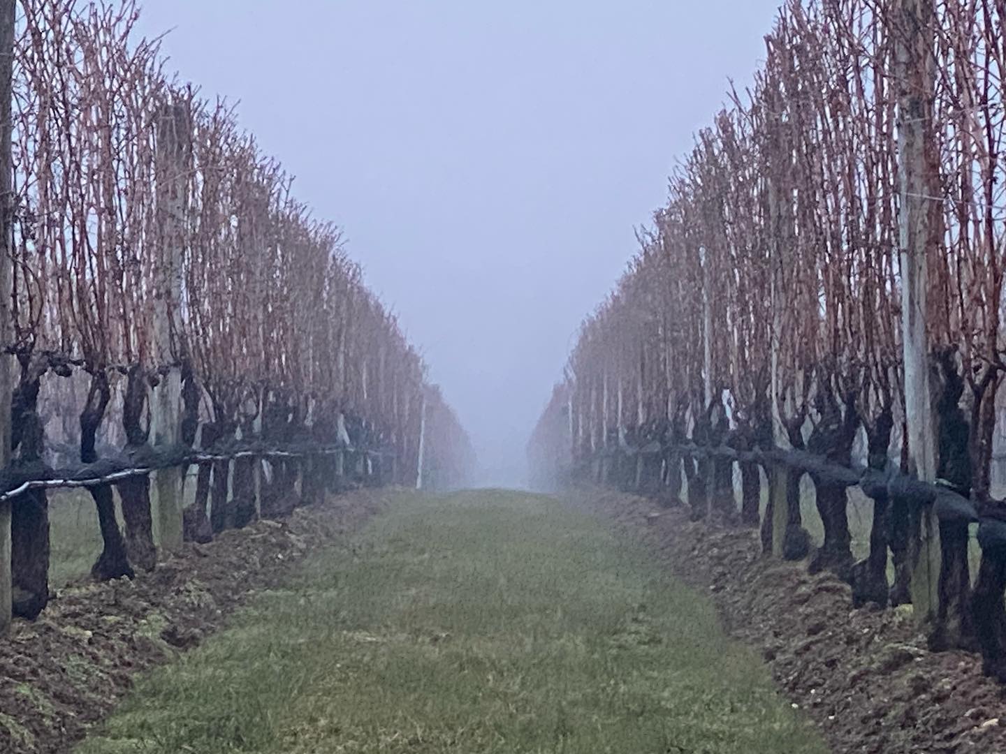 Wishing you all a very happy and healthy new year. I spent the weekend in #greenportny with @sea.salierno enjoying #longislandwine 🍷Cheers to you 🥂