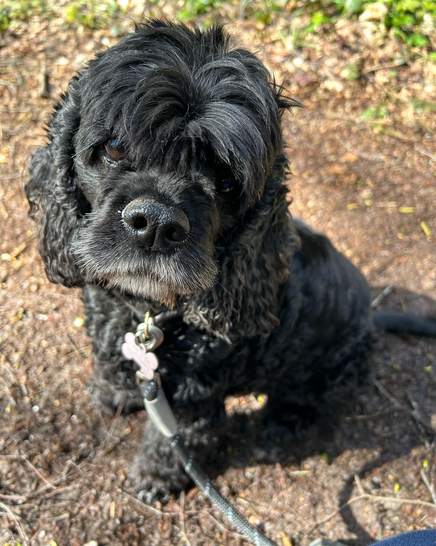 Dodging the showers with this little lovely today !