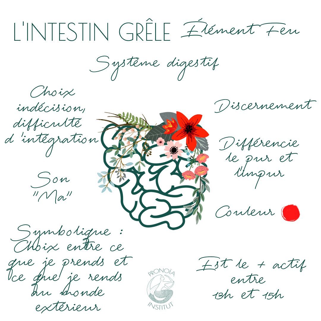 Intestin grêle « Besoin d’assimiler ».
Il a en biologie le rôle de continuer la digestion et d’absorber les éléments nutritifs. Il permet de faire le choix d’assimiler à l’intérieur ce dont j’ai besoin et de rendre au monde extérieur ce qui ne m’est pas utile.
En MTC, sa fonction est de séparer le pur et l'impur, le clair du trouble. Ses dysfonctionnements nous parlent de difficultés à affirmer nos choix, d’indécisions, de problèmes d’intégration.
Il gère donc l'assimilation de ce qui doit être digéré, le discernement. En ayant un intestin sain, on est davantage en capacité de prendre de bonnes décisions, de discerner ce qui est bon ou mauvais pour soi.
Maladies liées à l’intestin grêle :
• Ce qui est indigeste
« Ne pas pouvoir digérer le morceau » ; conflit de ne pouvoir digérer une contrariété, une injustice…
• Ce qui me manque
Lorsque le “morceau” est encore dans l’intestin et pas encore dans mes cellules, il n’est pas encore “À moi”. Conflit de ce qui m’appartient, de mes propres choix, de ce que je décide d’intégrer en moi, dans mon sang, le véhicule de mon âme.
• Conflit avec l’extérieur
Se sentir obligé de …(relation toxique)
- Je résiste à la pression extérieure : Je bloque le morceau, l’énergie > Digestion ralentie
- Je ne résiste pas : Digestion accélérée > Diarrhée (dit arrêt > j’aurai voulu dire non…)
Suite en commentaire⬇️⬇️⬇️