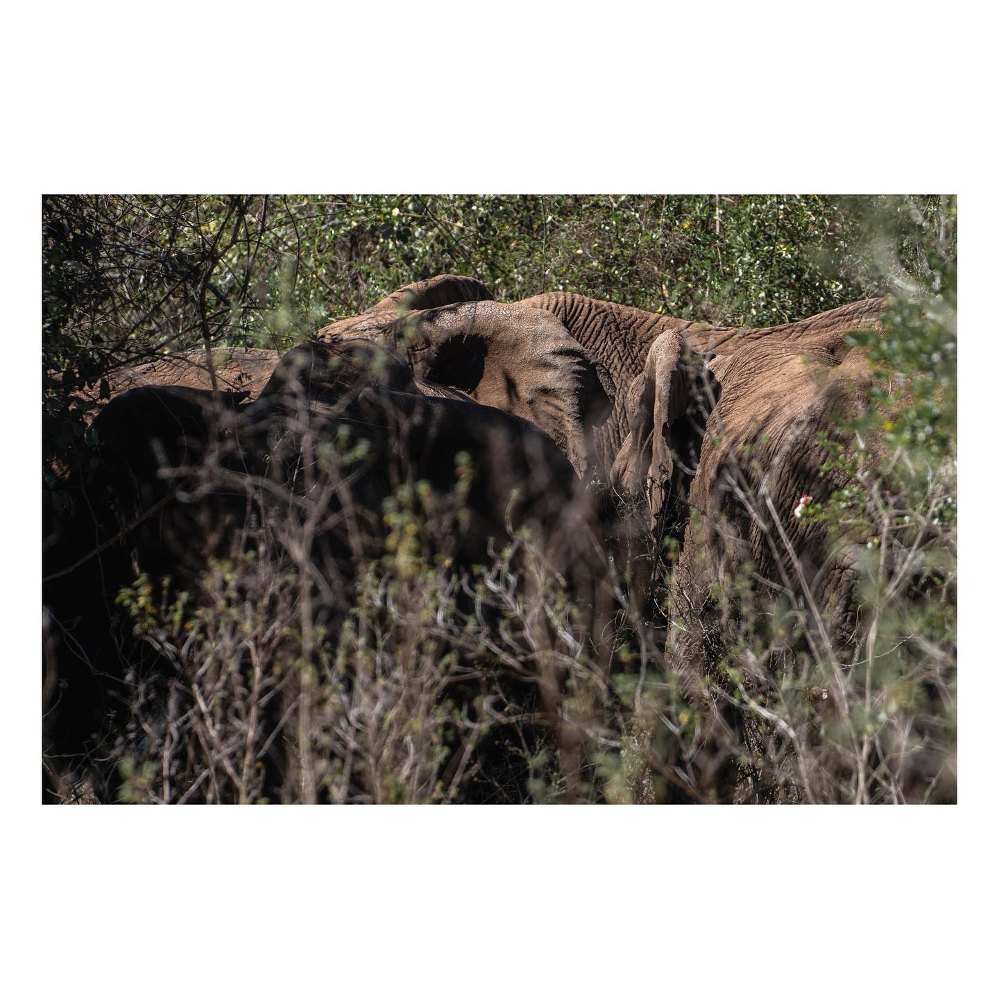 10/2021
african bush
One night sue heard a noise of branches and twigs cracking from outside our tent and thought this was somebody trying to steal firewood from the camp. The next morning we found out that they were elephants inside the camp. The elephants were absent for more than 10 years, and finally returned to roam inside the camp for a couple of days. what a feeling to observe those most impressive creatures just within a few meters distance from our hammock - we are in awe of these gentle giants!
kenya
serie ||
02/09
