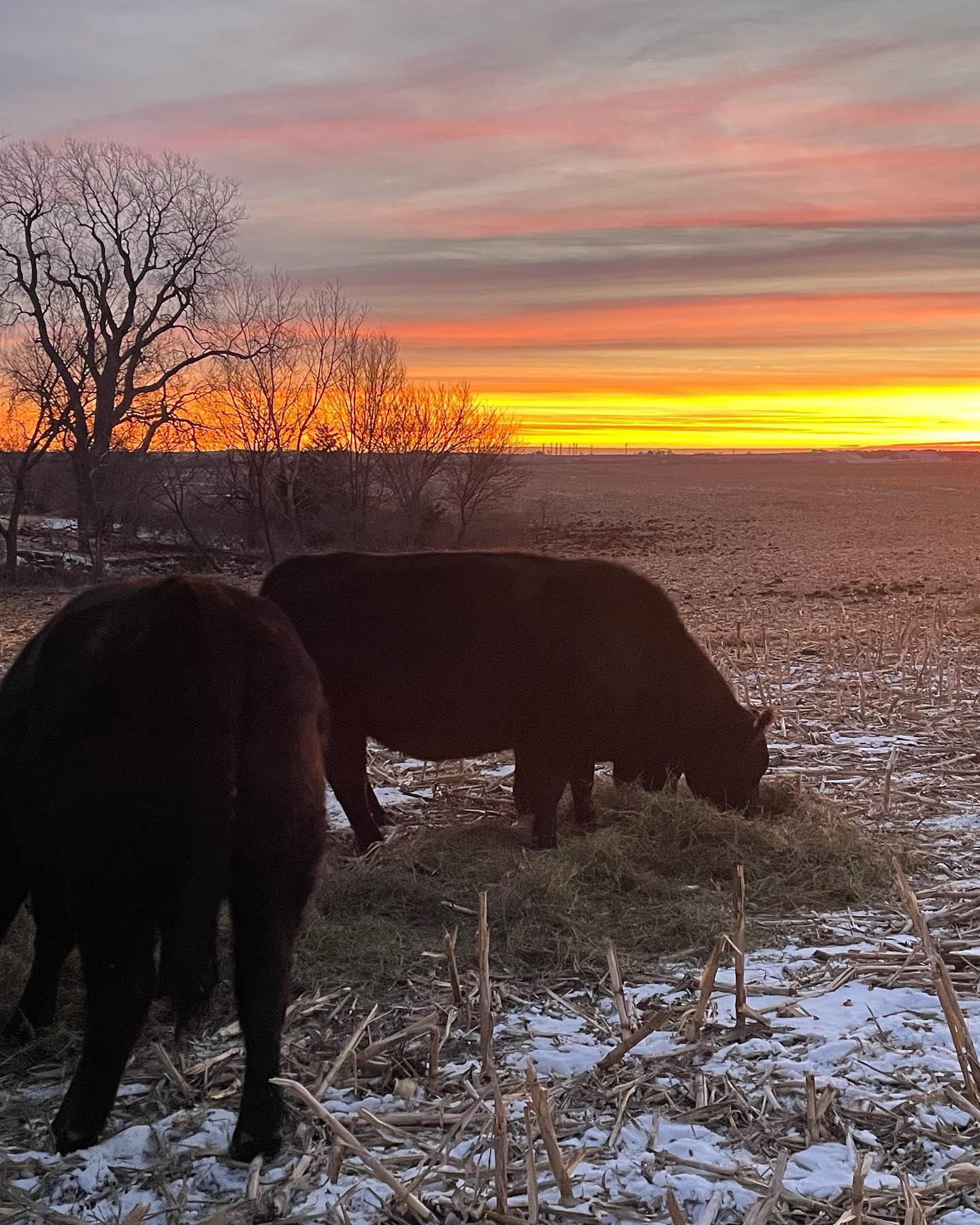 “If we make it a deliberate, conscious intention, we will find beauty no matter where we are, no matter how we feel, no matter what is going on in our lives”
~ N. Kassapian
#ranching #cattle #cows #beef #myksfarmlife #ranchingmatters #ranchinginthevalley