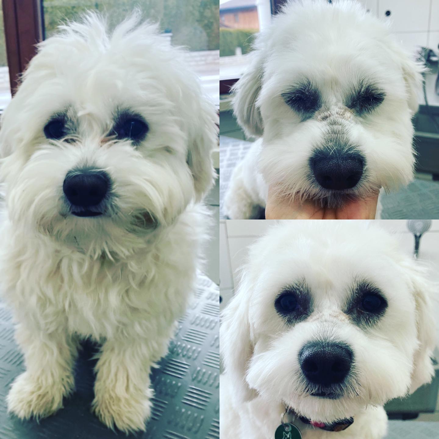 Mein erster Arbeitstag im neuen Jahr😍
#Malteser Charly 💙
#vorhernachher 💫
#einlieberknuddelbär🐼