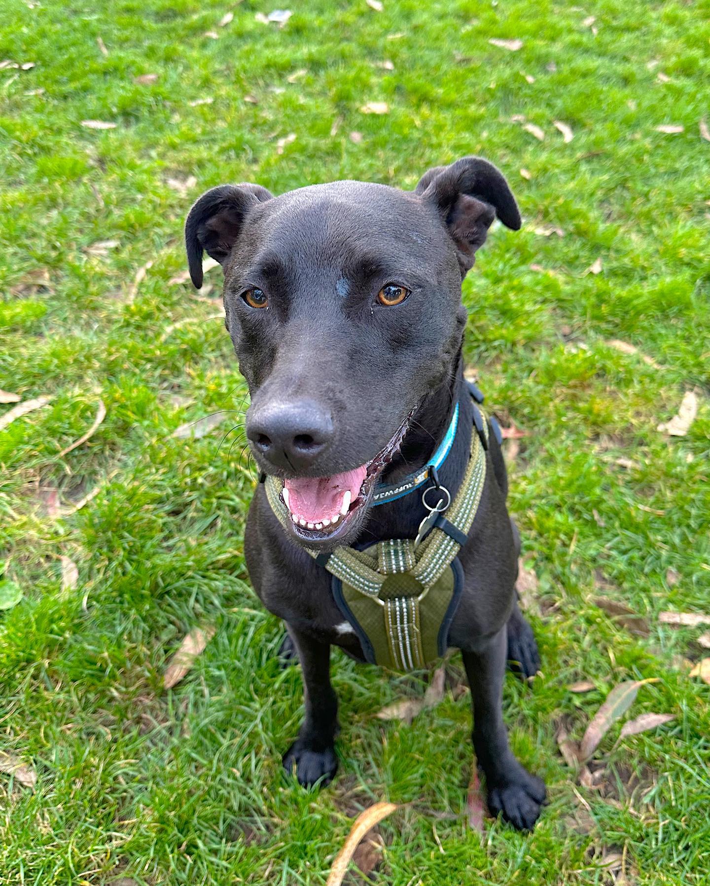 All smiles for clear skies today 🌞 #dogsofsf #sanfranciscodogs #sanfrancisco #sfdogs #bernalheightssf #bernaldogs #happydogs #dogoftheday #lovedogs #dogstagram #instadog #pachadog #explorewithdogs #adventuredog #dogtraining #dogtrainingtips