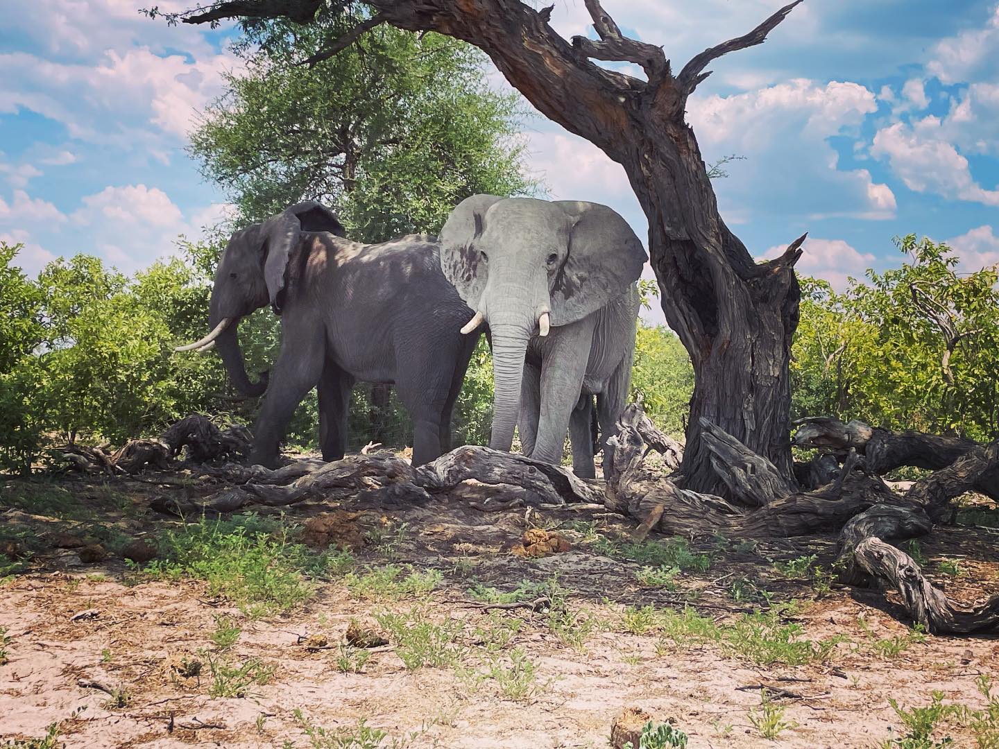 Makgadigkadi National Park 🐘 #gazzellatours #unforgettablejourney #botswanaroadtrip #stunningroadtrip #travelagentnetwork #travelagentbotswana
#beautifuldestinations #traveltheworld #travellove #travelling #travelsave #travelmore #viaggiaresempre #traveladvisor #letstravel #traveljournal #makgadikgadinationalpark #elephant #stunning elephant