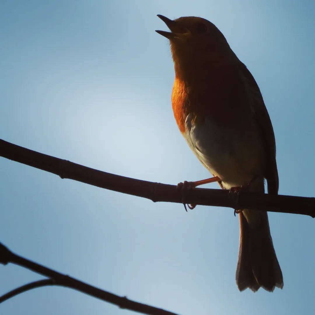 Sing to the Lord a new song (Psalm 96:1)
#birds #nature #christian #psalms