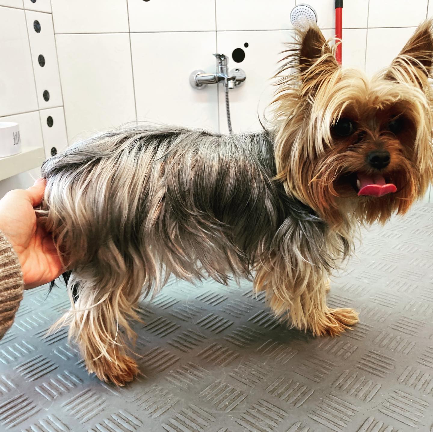 Vorher-Nachher
Die hübsche Yorki-Dame bekam heute eine Komplettpflege🥰🛀🧴✂️