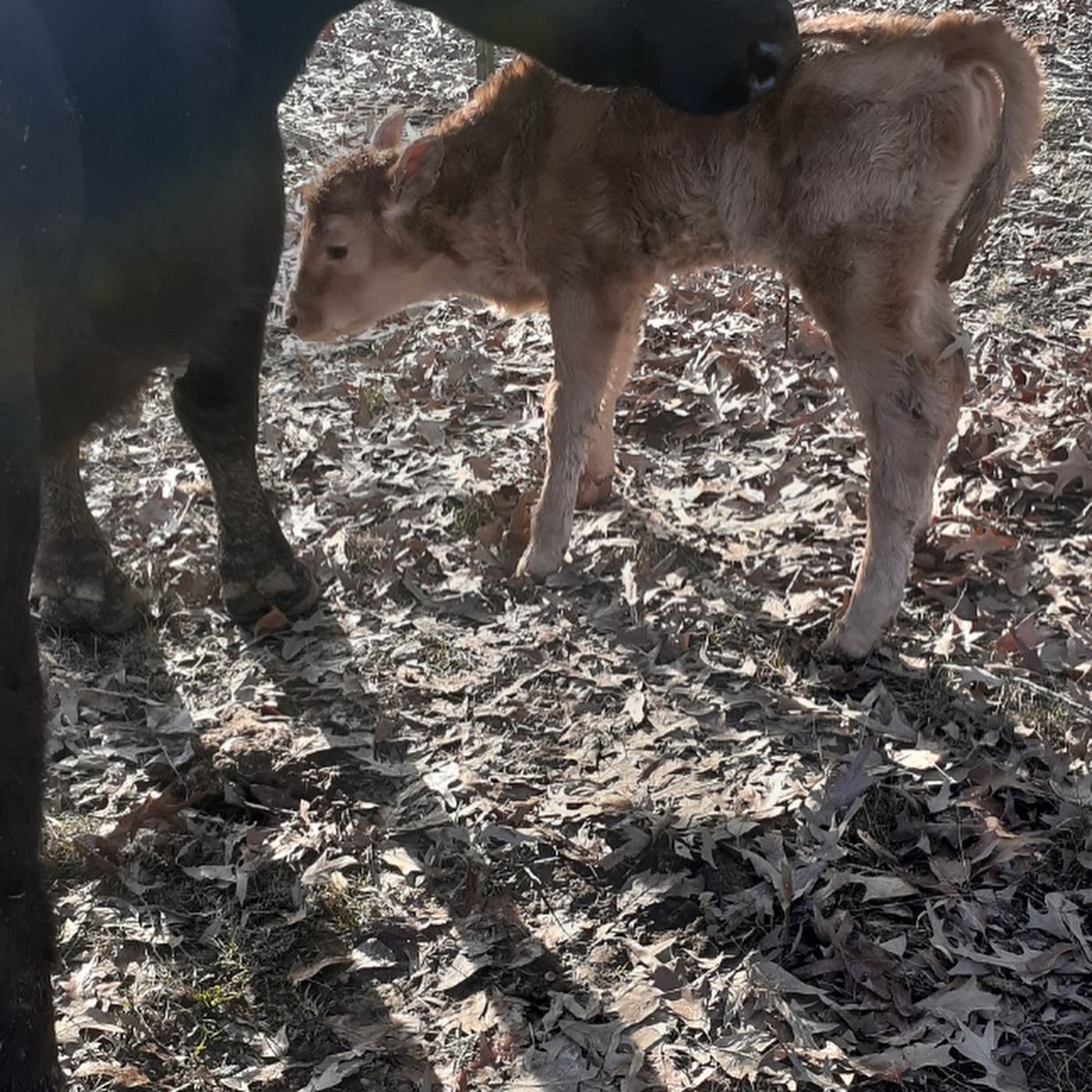Akaushi babies! Really excited to see these two calves out of “El Padrino” finally hit the ground.
#akaushi #beef #clintscattle