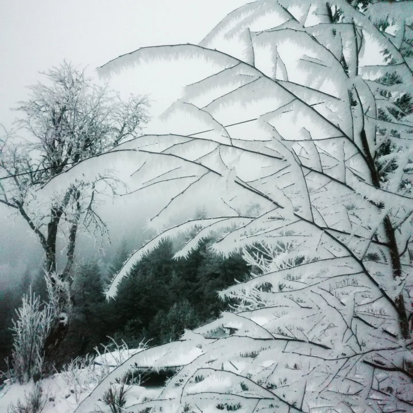 Magie de l'hiver, je suis amoureuse de ces paysages. Qui a dit que la neige il vaut mieux l'éviter ? Celui-là n'a pas compris qu'en faisant quelques efforts on récolte souvent le meilleur. La vie à la montagne me comble de bonheur, de grace et de beauté !
#magiedelhiver #paysagesgivres #sobriétéheureuse #naturelove #naturallife #simplelife #frozen #montagneardechoise #auclairdelasource #Lanarce