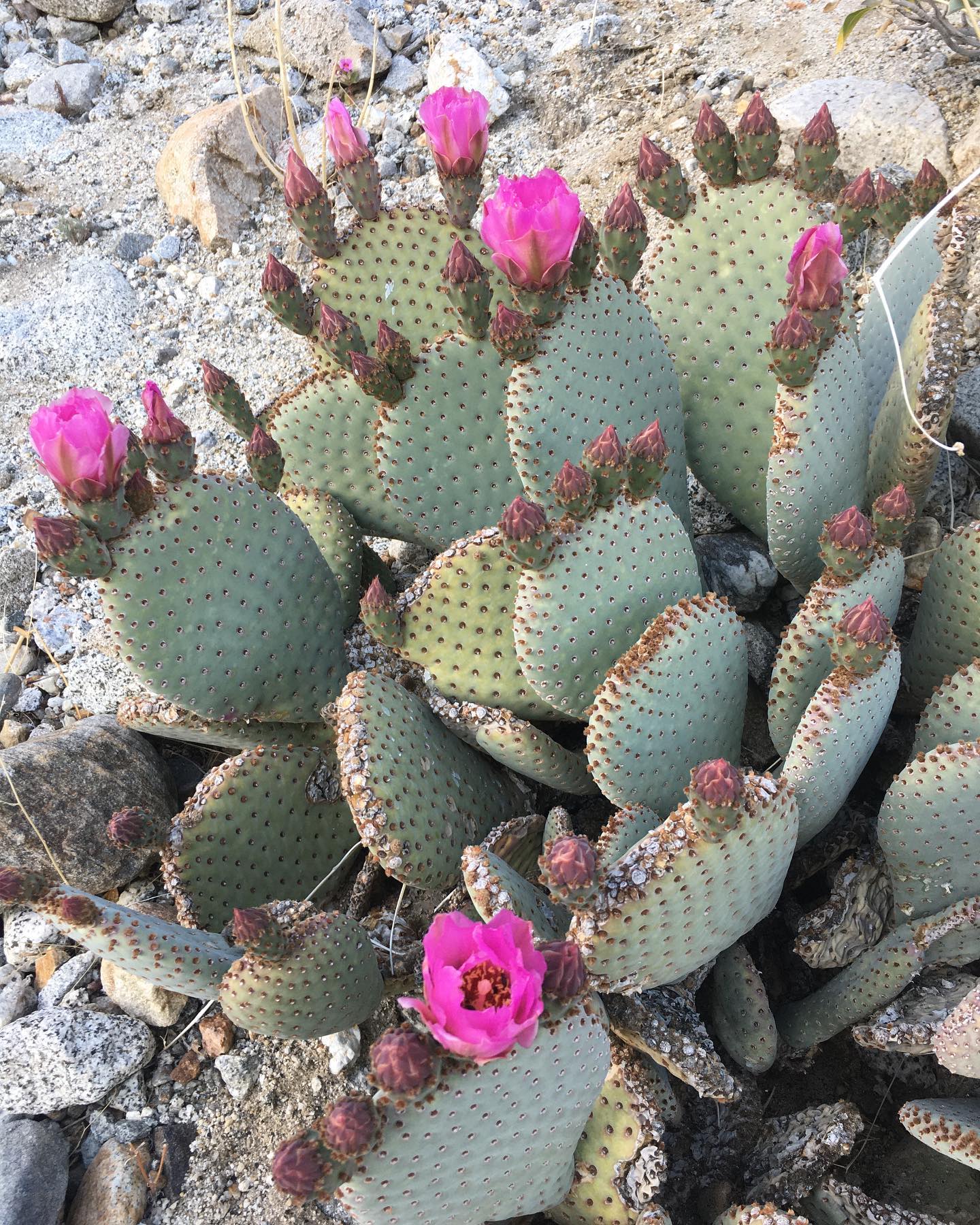 Opuntia basilaris (Beavertail Cactus)
One of the awesome CA native cacti we are offering in our New Cactus and Succulent collection. Gorgeous low growing cactus with brilliant pink flowers in the Spring and Summer. When in bloom, attracts birds, moths and other pollinating insects. Best planted in well draining soil with plenty of sunshine and needs minimal water. ๐๐ต๐ธ
Available now! ๐ฅณ
#californiacacti #californianativegarden #californiacactiandsucculents #moosacreeknurserycactusandsucculent #pollinatorfriendly