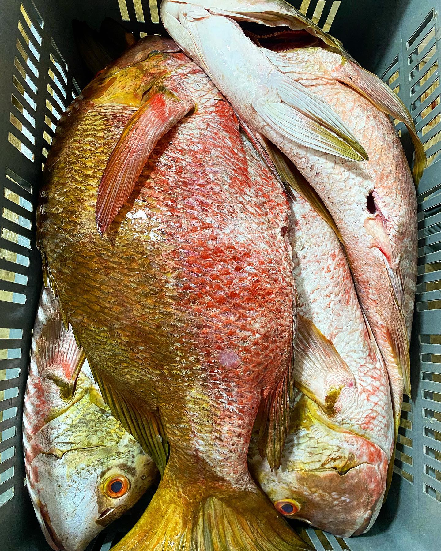 🇨🇴www.pescandopacifico.com🇨🇴
Nombre científico: Hoplopagrus guentherii
Especie nombre común: Pargo coconaco, pargo roquero
Arte o método de captura: línea de mano; espinel 🎣
Lugar de captura:📍basan, Norte de Nariño
Embarcación : Lancha (viento y marea) ⛵️
Cabeza y dorso plateado a café oscuro, dorso del hocico, cabeza y nuca con muchos pequeños puntos oscuros; cuerpo con alrededor de 6 largas barras cafés dobladas; las aletas gris a café rojizo; juveniles presentan barras oscuras largas estrechamente emparejados en los costados y una mancha negruzca en la base de los últimos radios dorsales.
Tamaño: crece a una longitud máxima alrededor de 92 cm.
Hábitat: es un depredador nocturno de crustáceos y de peces pequeños, se esconde en arrecifes rocosos durante el día.
Profundidad: común en 3-10 m, pero su ámbito es al menos hasta 100 m
El sur de Baja y el Golfo de California a Ecuador, las islas de Revillagigedo, las Galápagos, Isla Malpelo e Isla del Coco.
@pescandopacifico #faena #rocksnapper #pargo #pargoroquero #coconaco #fish #sustainablefish #catchoftheday #fresco #pescaresponsable #foodgasm #gastroskills #gastroart #colombia #pacifico #omg #blessed #nature #fresh #litoral #pacifico #fishman #foodie #fish #foodphotography #fitfood #fishing #gastronomy #picoftheday #sustainablefood #pacificocean #colombia