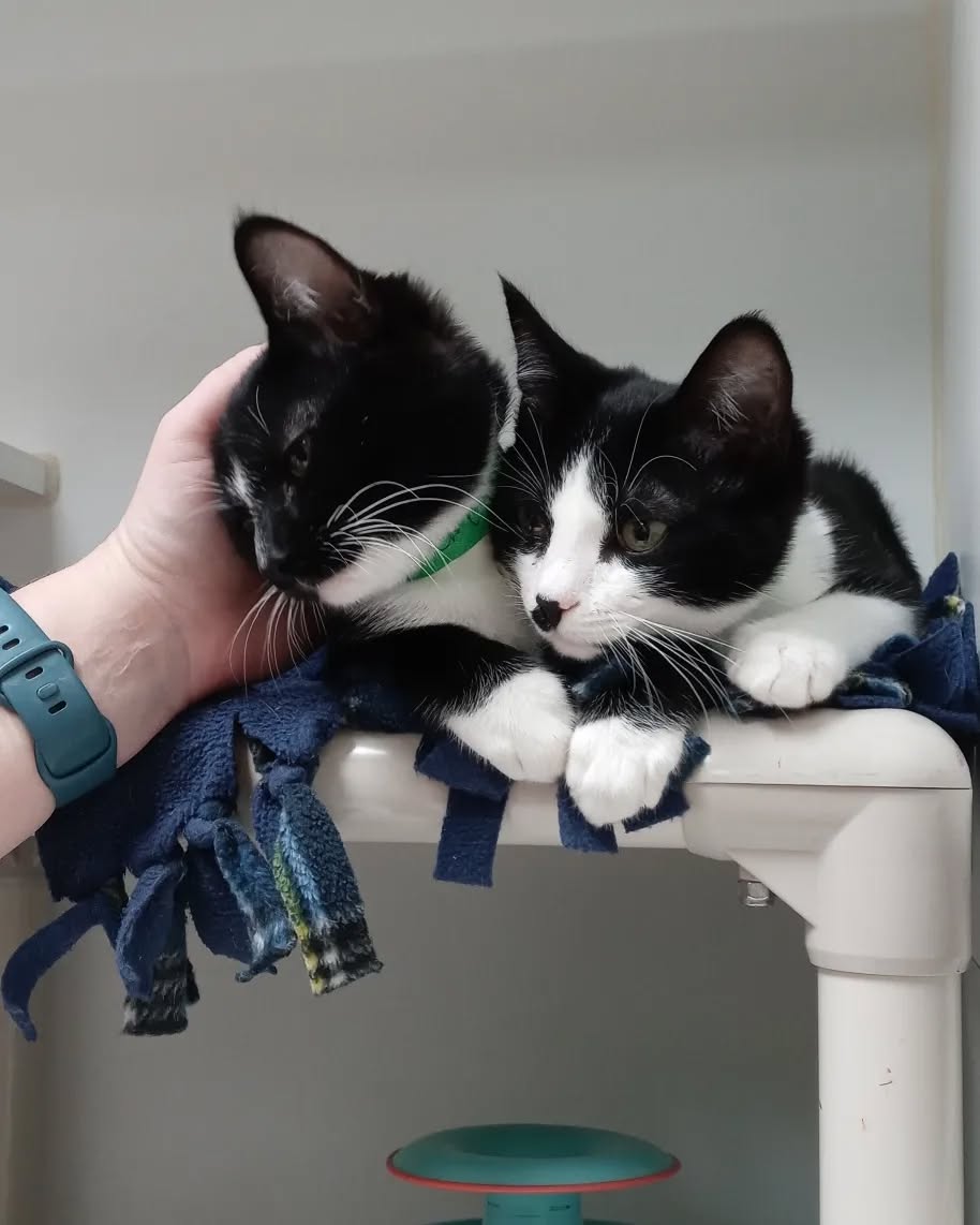 Met some kitten cuties volunteering at @homeward_pet last night, a couple of which were younger versions of my boys at home so they really melted my heart. 😻💕
#iamhomewardpet #volunteeringmakestheworldgoround