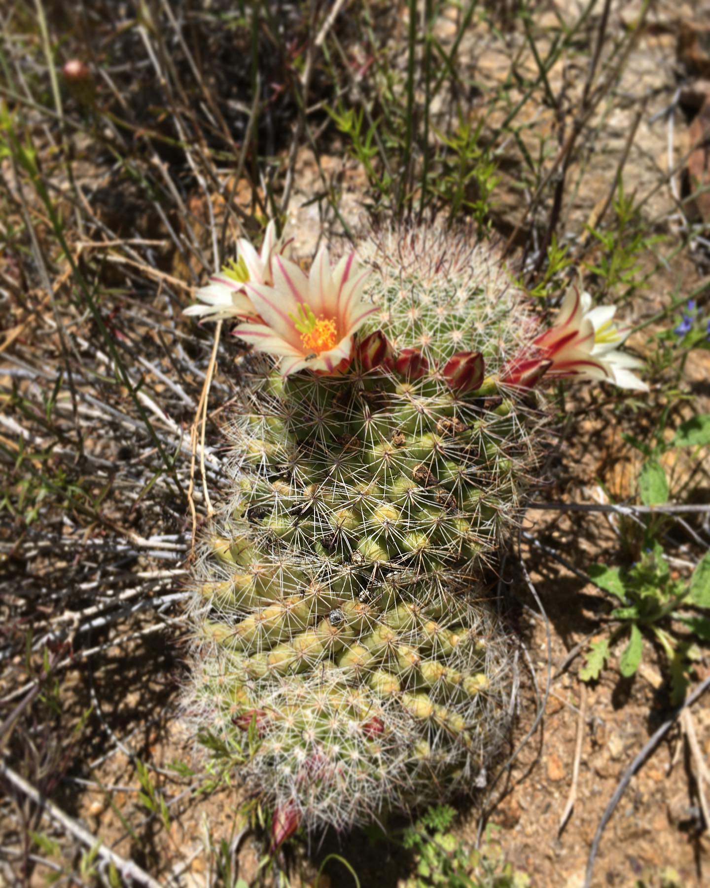 Mammillaria dioica (Fishhook Cactus)
One of Californiaโs smallest cacti! Blooms in Spring and attracts moths and native ant species (which are in decline due to the invasive Argentine Ants). Grows along the San Diego coast and in the Southern California deserts. Does best in full sun, well draining soil and minimal water.
Also, does well in a pot!
Find this gem in our new CA Native Cacti and Succulent line. All grown from seed! ๐๐ต๐
#southerncalifornia #californianativegarden #californiacactus #moosacreeknurserycactusandsucculent #pollinatorfriendly #cactilove