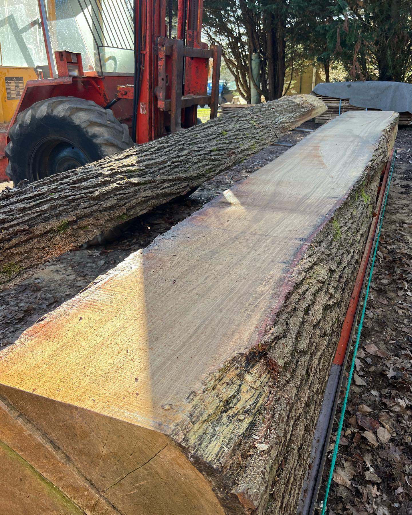 Every WoodMizer day is a good day. Finally got this beast on the machine. It is oversize for the throat of the blade so I had to cut channels for the blade to follow for the first cut. The yield from this beautiful Essex Oak is so magnificent, so clean, tight & strong. 2’ wide boards, 30’ long. Proper dining table. Drying time could be 2-3 years though. #patience
#woodmizer #sawmill #oak
#design #bespokefurniture #localtimber #sustainabledesign
#bespokejoinery #woodworkingessex #handmade @woodalldesigns woodalldesigns.com