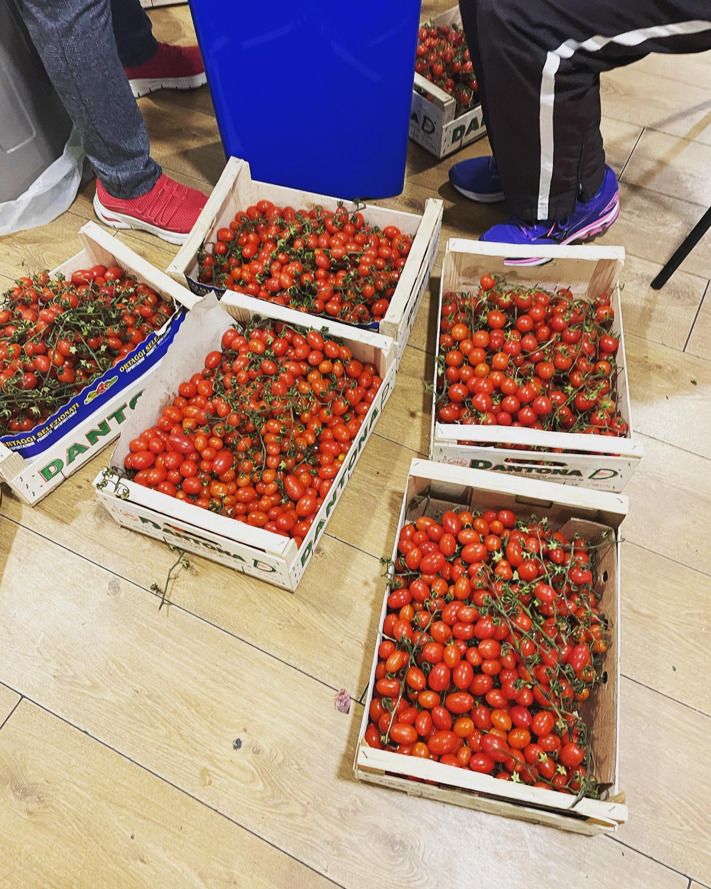 Don't believe the hype! Apparently the headline grabbing news about the tomato famine has not reached us! We have beautifully ripe cherry tomatoes a plenty! Perfect for pasta sauce!