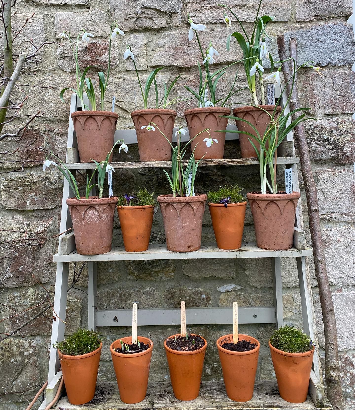 Garden shelf heaven! So this little shelf is usually filled later on in the year with Auricular’s followed by Pelargoniums. But I wanted something for earlier in the season. So I have just invested in the start of a small but perfectly formed snow drop collection and added some Iris reticulata ‘spot on’ to boost the display. So far I have 6 Galanthus which are as follows:- Atkinsii, Mrs Thompson, Lady Beatrix Stanley, Dionysus, Comets Tale and Headbourne. I ordered these from Beth Chatto plants, they arrived beautifully packed and in flower! Looking forward to adding more in due course. #galanthus #snowdropcollection #gardenshelf #earlydisplay #springbulbs #smallbutperfectlyformed #bethchatto #fiboylegardendesign