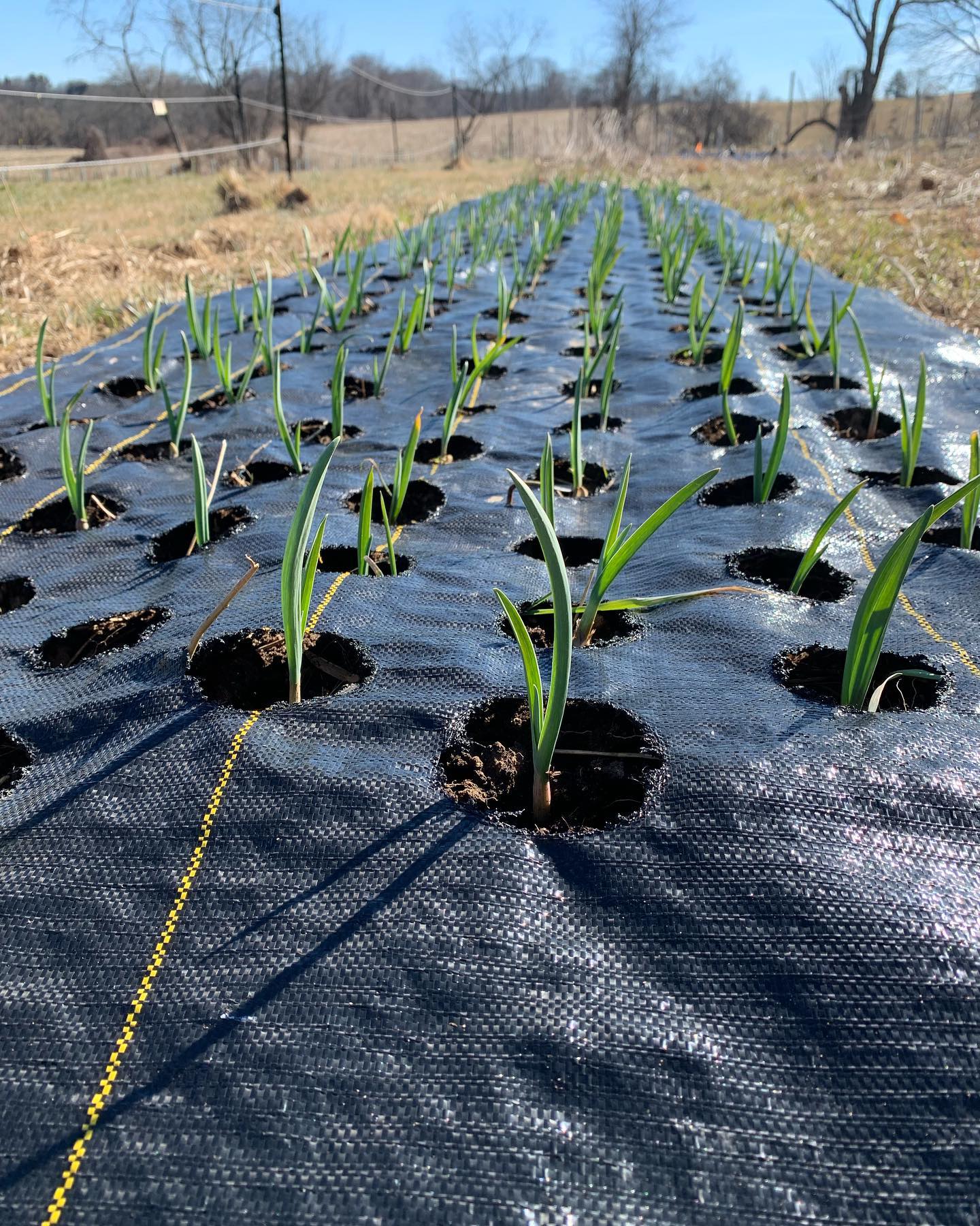 The garlic patches wishes you all the very best Valentine’s Day! Hoping you all have the most garlicky breaths on whatever brings you joy today. ❤️🌷
