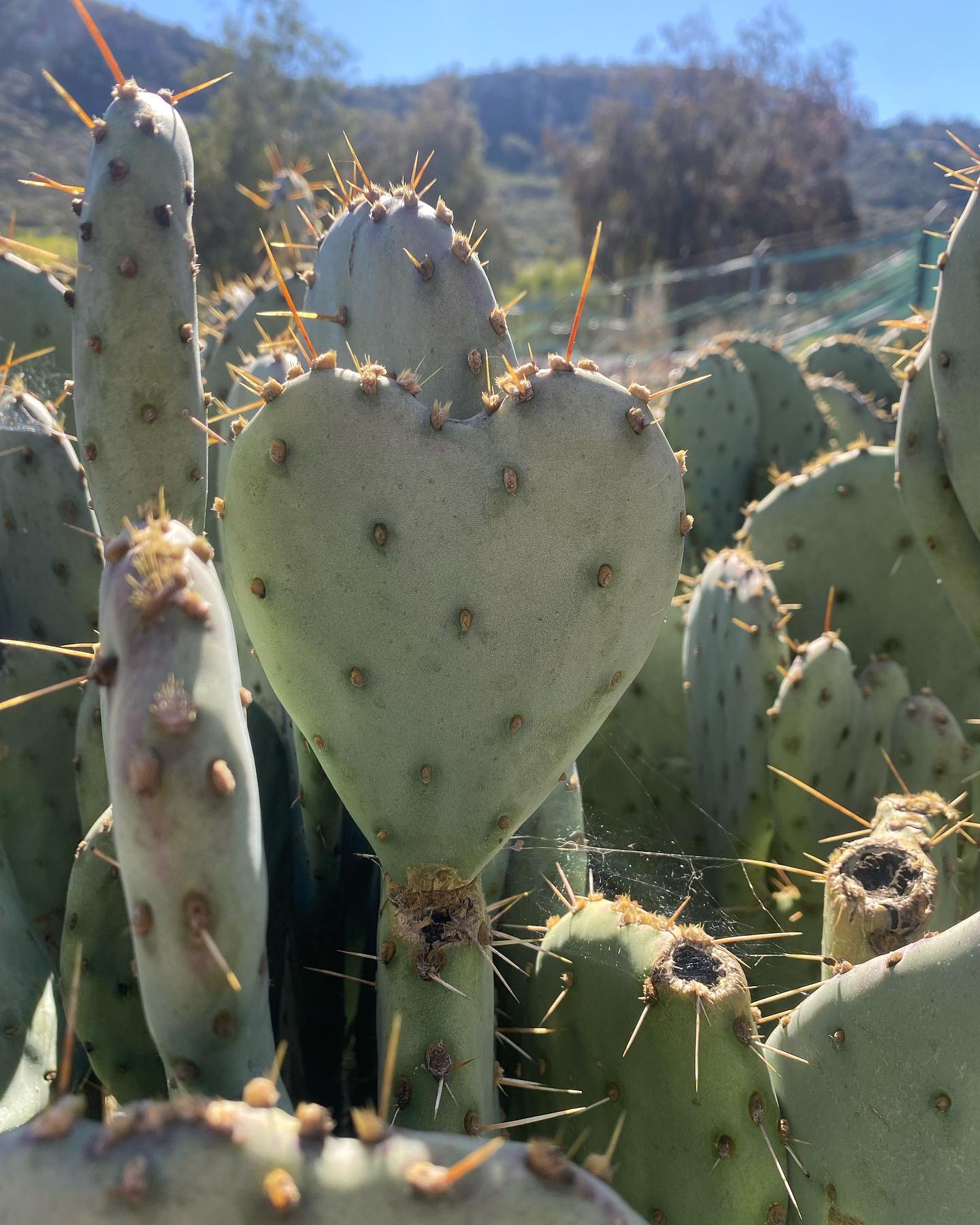 Letโs stick together! โค๏ธ๐ต
Happy Valentineโs Day!
#californianativeplants #opuntiaphaeacantha #tulippricklypear #desertpricklypear #californianativecacti #moosacreeknurserycactusandsucculent