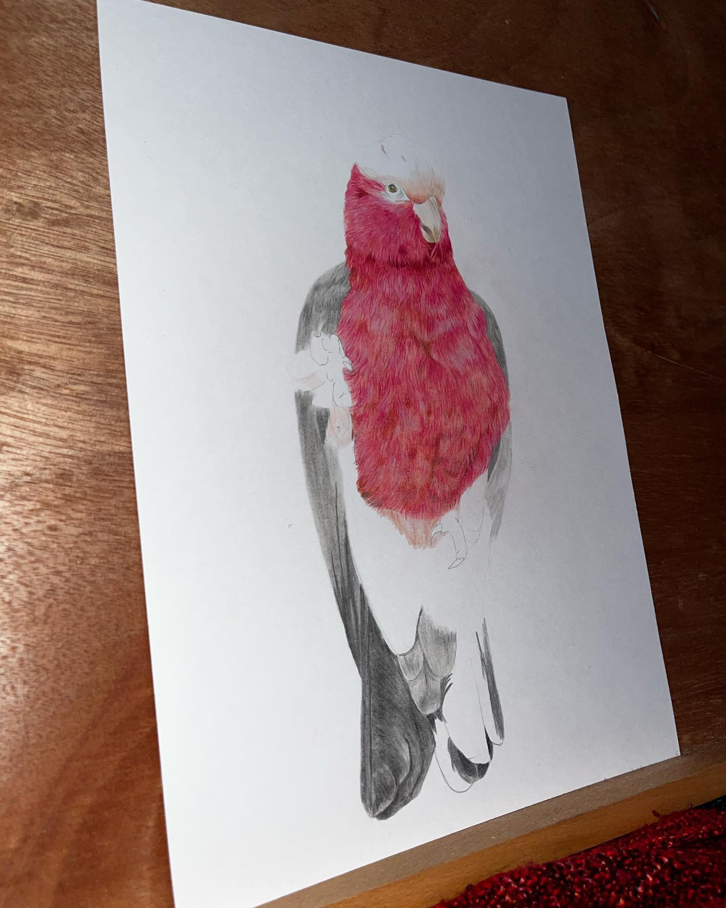 Galah progress ✍🏻
#galah#colouredpencil#birdart#animalart#galahart#wip
