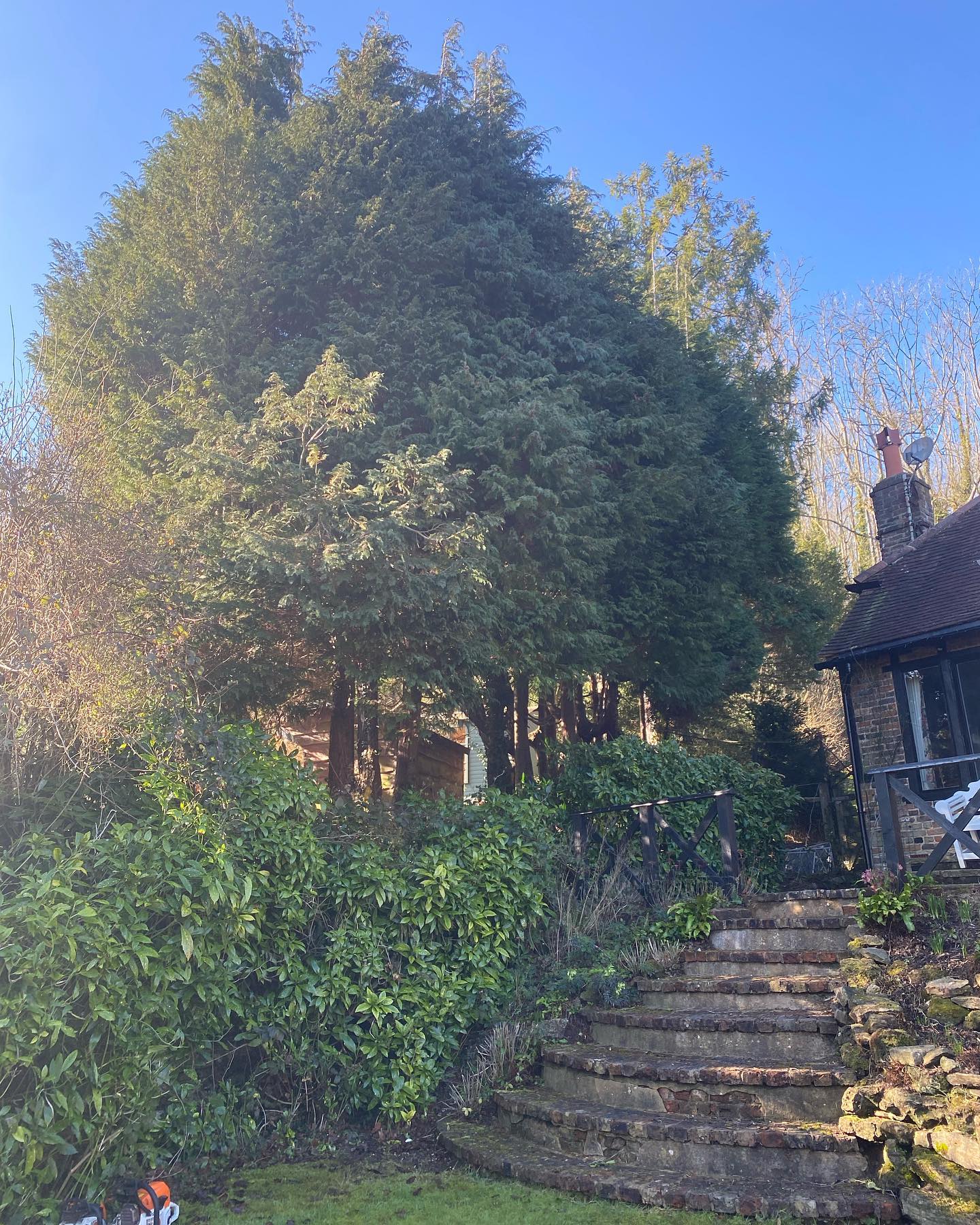 Palmers Tree Care & Management.
A Row of approx 21 conifers that ran along a boundary between our client & the neighbour. The row actually started at the bottom of the front drive but we didn’t manage to get a photo of that before they were on the deck!
Two days work for a team of two with a few extra trees along side the conifers. Around 26-27 trees were felled and all waste cleared from site.