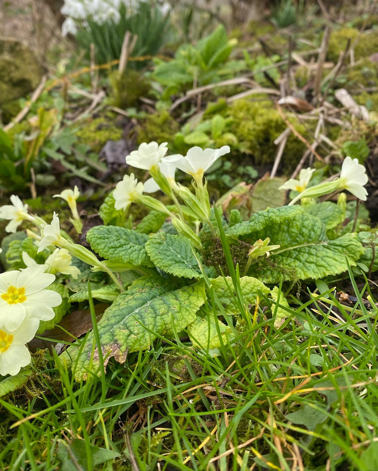 Out on site today at a garden and arboretum I have worked on for a number of years. Here are a few of the things that are looking lovely on this rather damp and blustery day. #earlyspringflowers #colouredstems #smallbutperfectlyformed #natureswonders #treesshrubsperennials #fiboylegardendesign