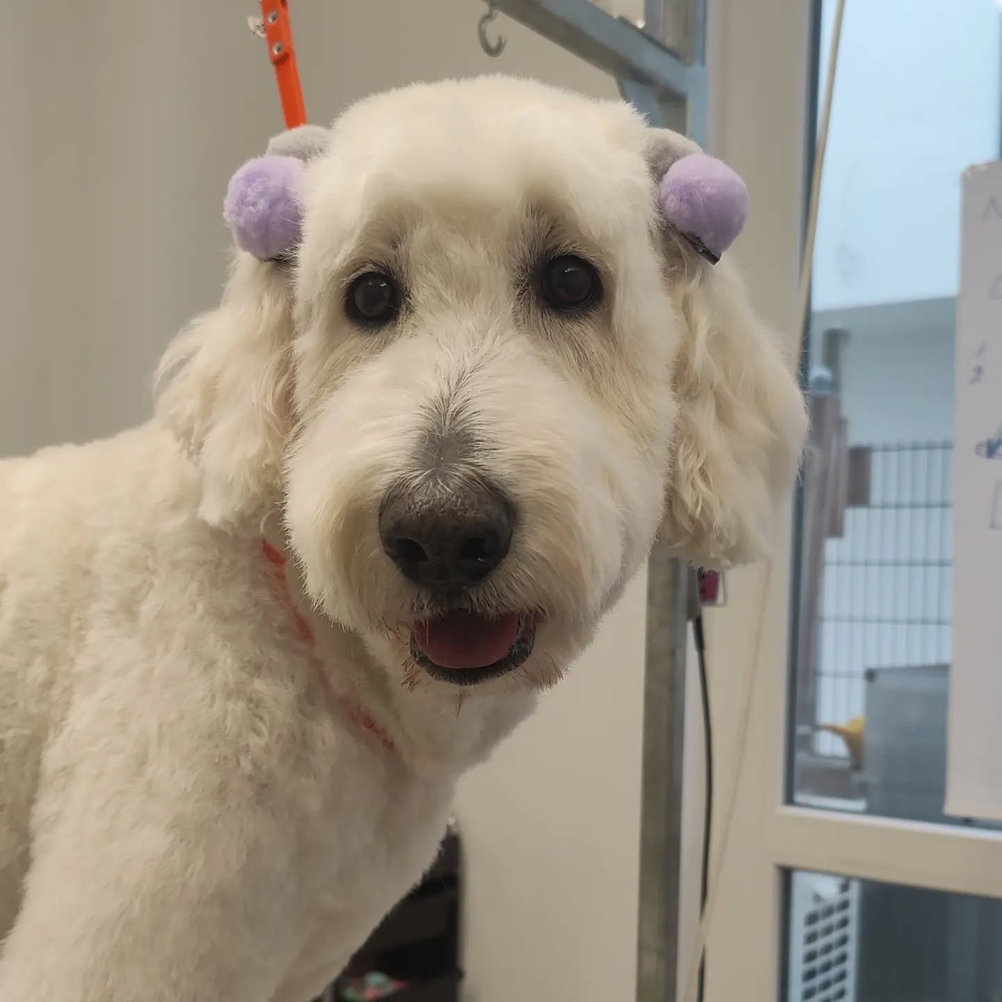 Photo dump 🤌
#hundefriseur #hundefrisör #hundeliebe #hundefreunde #hundeaufinstagram
#doggroomer #doggo #doglove #cutedogs #cuteness