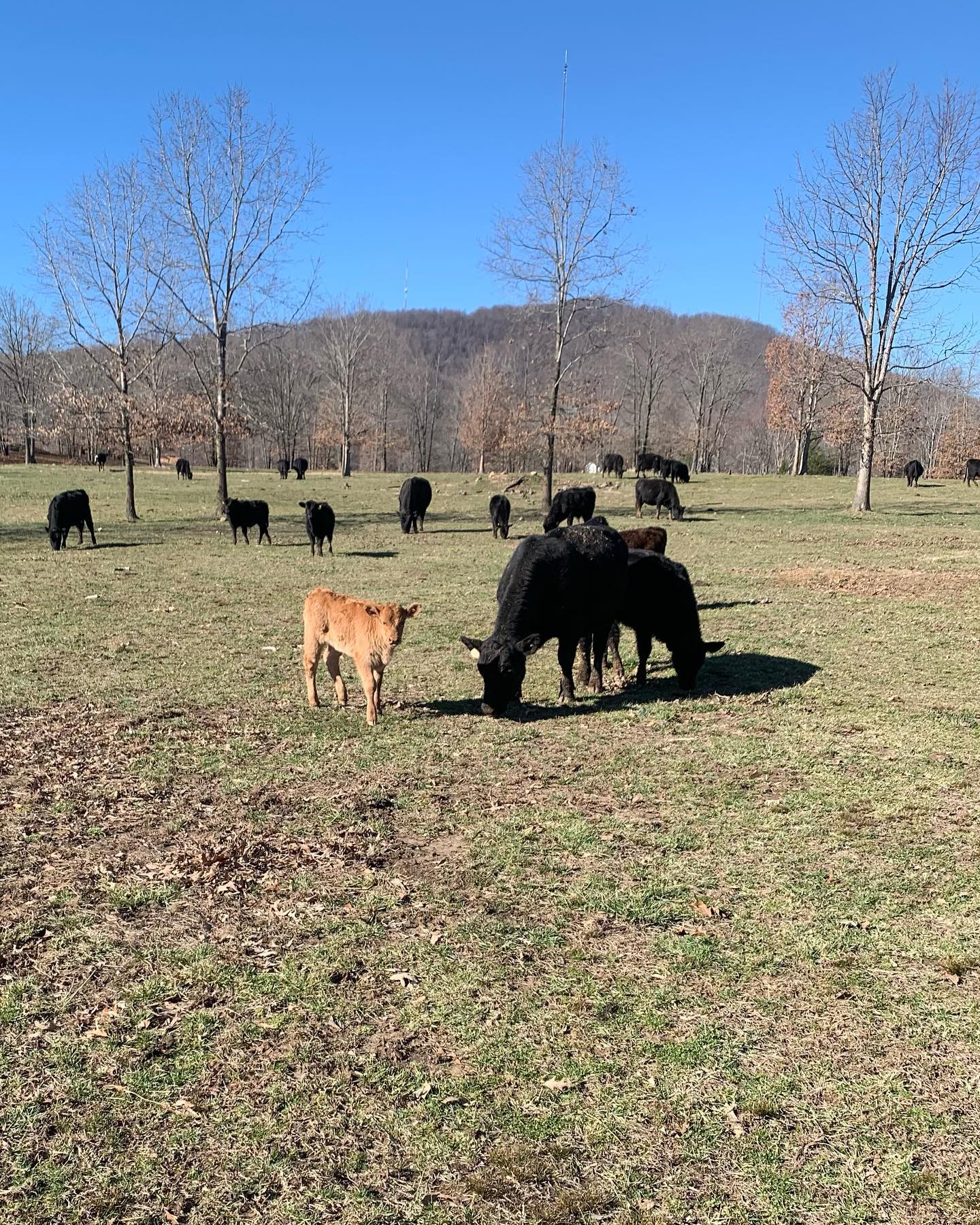 Spot the Akaushi
#akaushi #clintscattle
