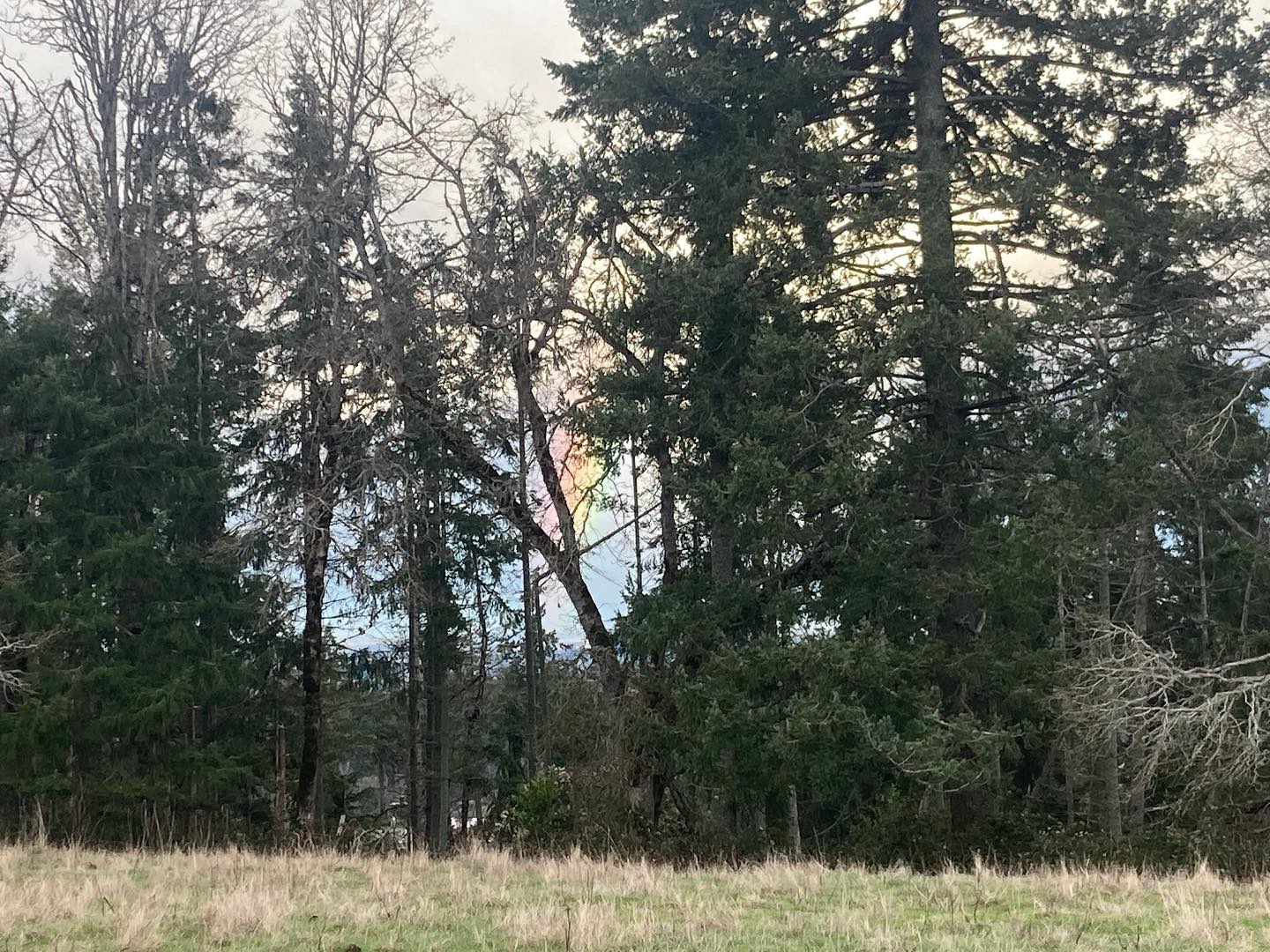 CSA shares are still available for a limited time - Saturday on farm or Silverton Farmers Market pickups, or midweek in Portland. Check out the website https://www.oldemoonfarm.com/csa for more info and feel free to shoot us a message or email with questions. Shares paid for with SNAP benefits are half off due to a Double Up Food Bucks match thanks to the PNWCSA coalition!