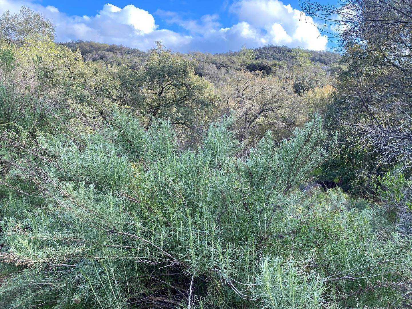 Artemisia californica (California Sagebrush)
If you have ever visited or live in California, you more than likely have met this beauty, or should I say smelled. ๐๐ป
California Sagebrush is one of the best smelling California natives and will wondrously transport you to past memories of time spent the hills by just smelling her dazzling aroma. This plant is one of the foundational plants of the coastal sage scrub community.
A superb plant for wildlife, providing coverage for quails and habitat for the endangered California Gnatcatcher.
Extremely drought tolerant and will grow even in the driest areas of the landscape.
Takes full sun and super easy to grow!
Available now at your nearest Moosa Creek retail partner. ๐ฑ
#plantofthemonth #artemisiacalifornica #californiasagebrush #californianatives #restorecalifornia #californiagnatcatcher #habitatrestoration