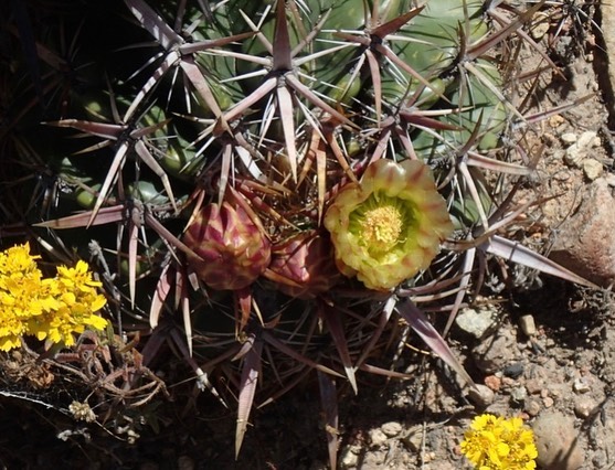 Ferocactus viridescens (San Diego Barrel Cactus)
Rare barrel cactus native to southern California and northern Baja California. Most of its native range is in San Diego County, California, where it is threatened by development, agriculture, and other alterations in its habitat.
Although it naturally grows on the coast this rare cactus will thrive inland where there is not risk of frost.
It is included in the CNPS Inventory of Rare and Endangered Plants Rank 2B.1
Available in our new cacti and succulent line. Grab yours today on our website, app or with your nearest Moosa Creek Retail partner. ๐ต
1st ๐ท: Lee Gordon
#rarecactuscollection #sandiegobarrelcactus #ferocactusviridescens #moosacreeknurserycactusandsucculent #californianativeplants