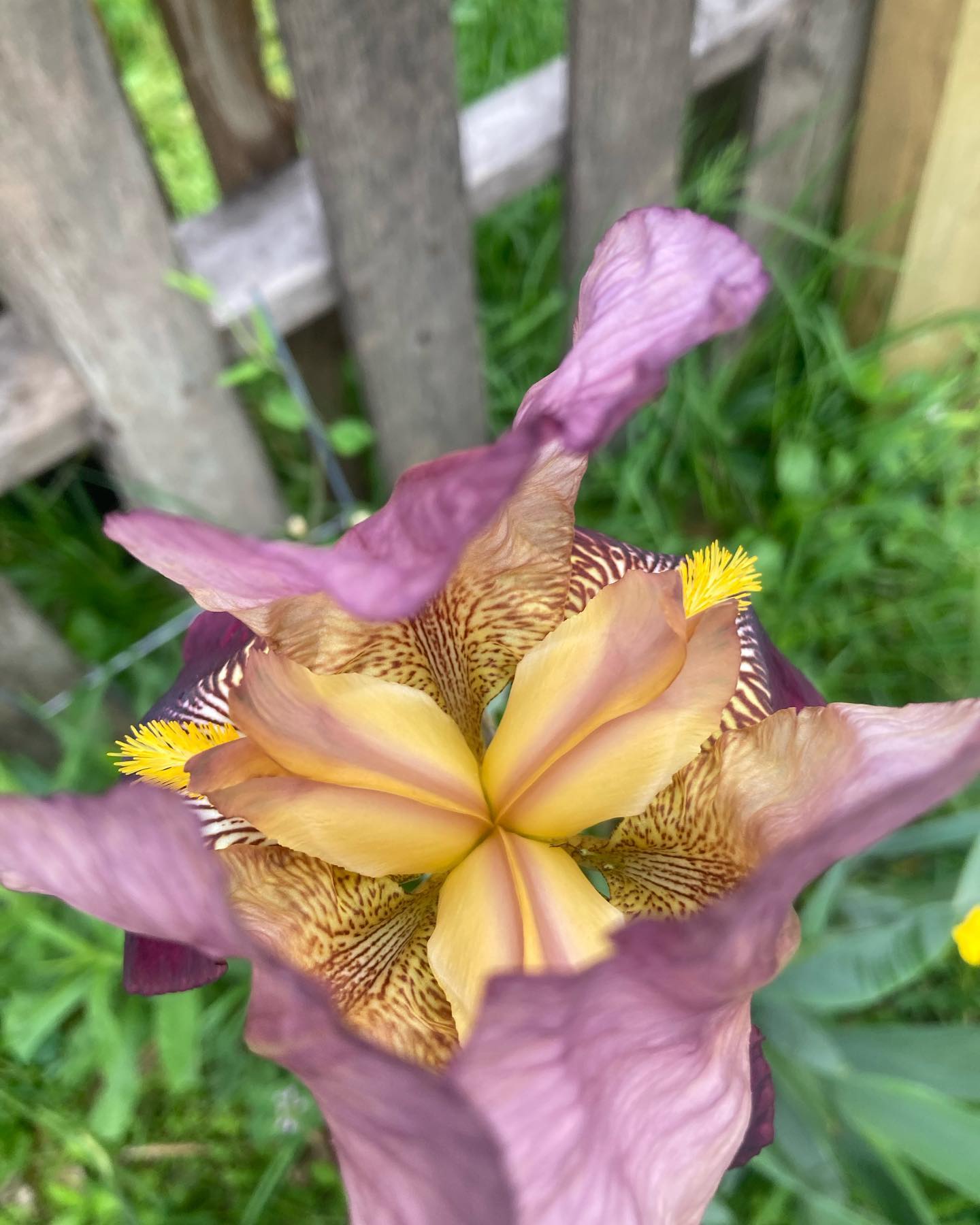 If you are interested in joining or are an existing member this is the time to renew your membership. Find the instructions and link on our website in bio under “Member Information” ✨