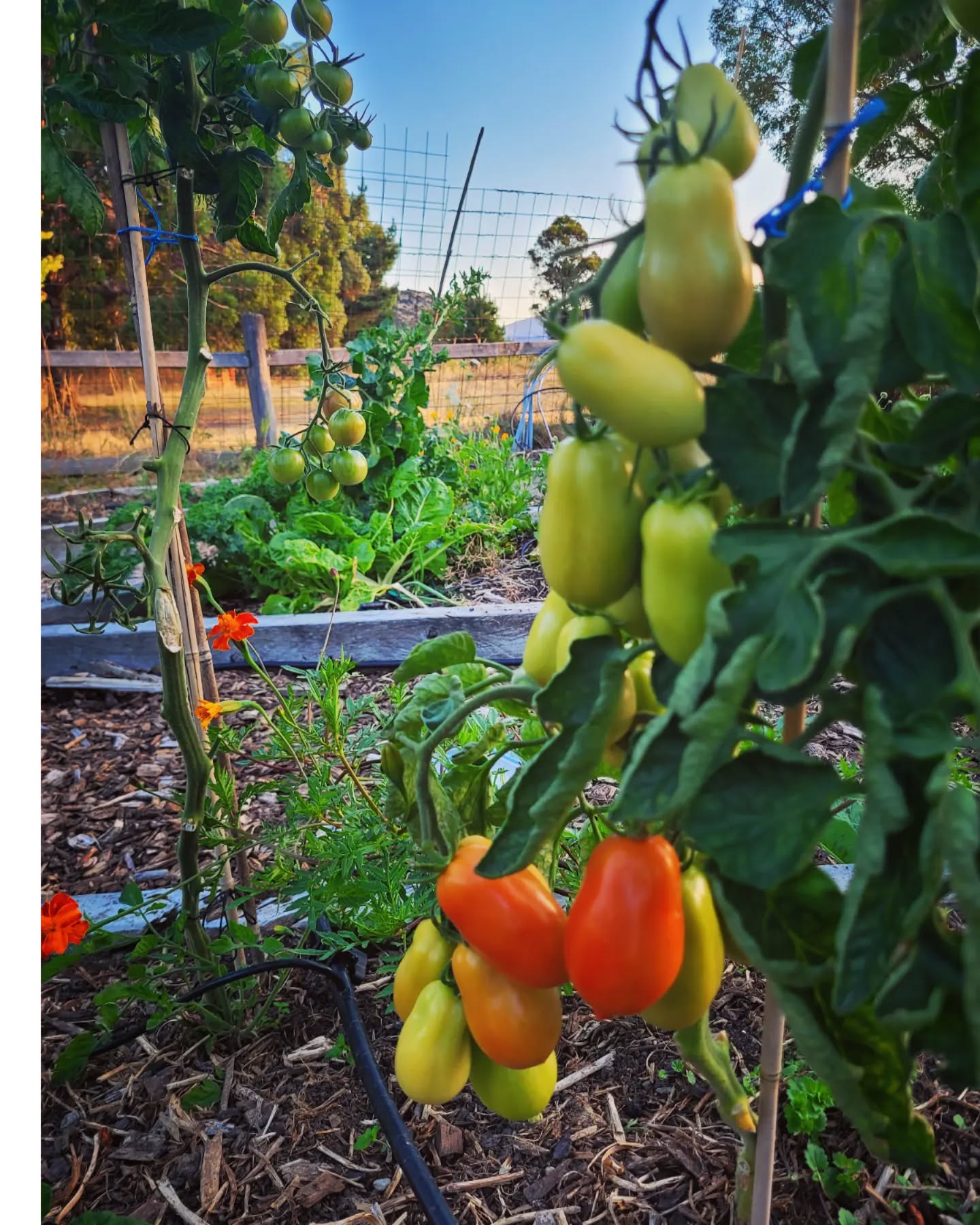 Loving all the different shapes of heirloom tomatoes here in our veggie garden.
@purenewzealand #newzealand #wanaka #lovewanaka @wanaka #mountainspirit #meditation
#abundantgarden