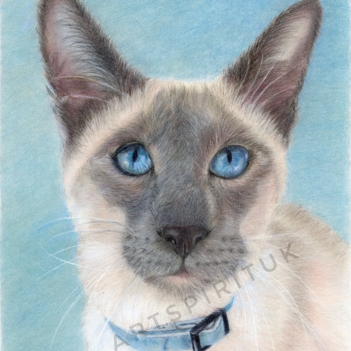 A beautiful portrait of a siamese cat done in colour pencil for a beautiful person❤️#catslover #cats #artist #gallerywall #
colourpencil #gallery #catsofinstagram