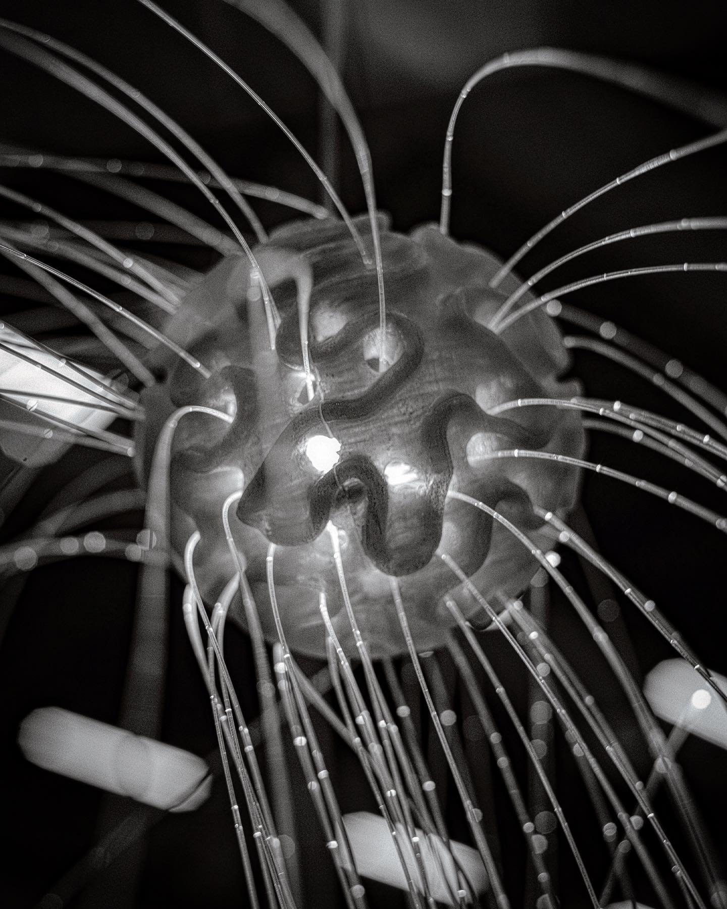 Coral Pulse Lighting Sculpture. 3D printed ocean plastic, an ode to the light under water.
Designer @giuliabermodena
3D printing partner @aon3d
Material partner @tide_oceanmaterial @iwk.ost
#oceanplastics #oceanplasticrecovery #3dprint #recycledart #upcycling