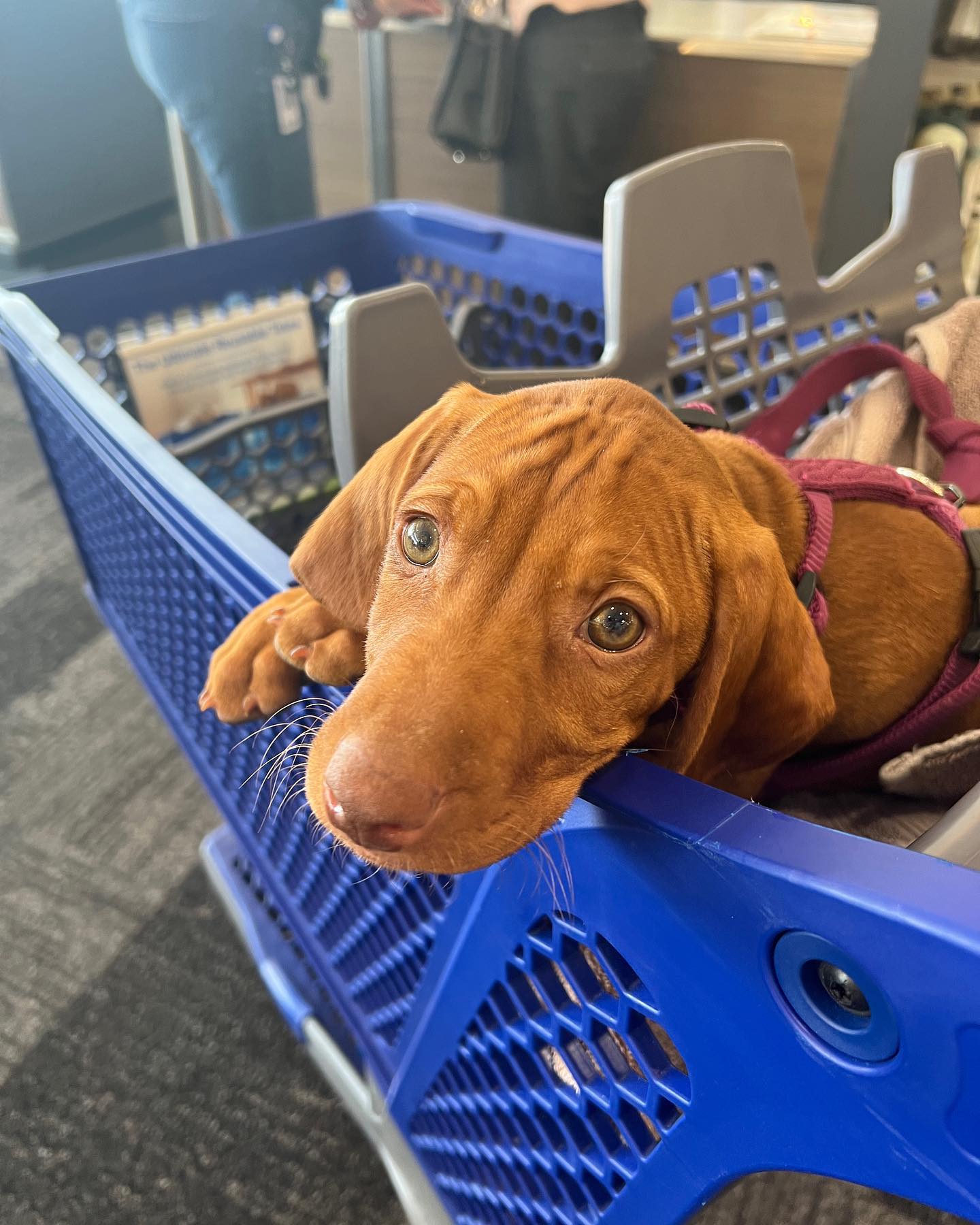 A House of Order just got a new mascot 😍! Introducing Ruby, our new little #vizsla pup. I had to run to the #containerstore today to grab some supplies for an upcoming project. I’ll be sharing some of the pet care products I’ve purchased for my home soon 🐾