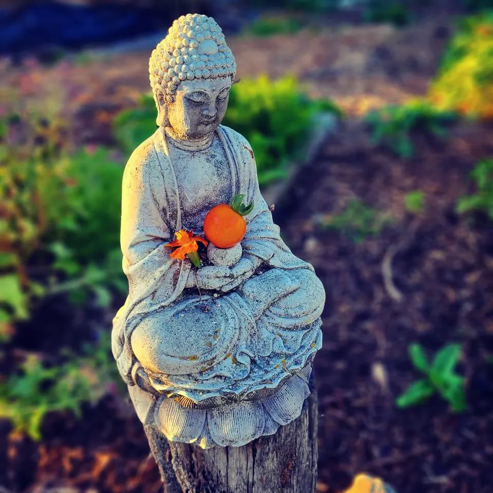 A Buddha in the garden: The reason to have a Buddha in your space is to remind you of who you truly are.
.
.
.
@purenewzealand #newzealand #wanaka #lovewanaka @wanaka #mountainspirit #meditation #retreats #yinyoga #experientialeducation #buddhastatue